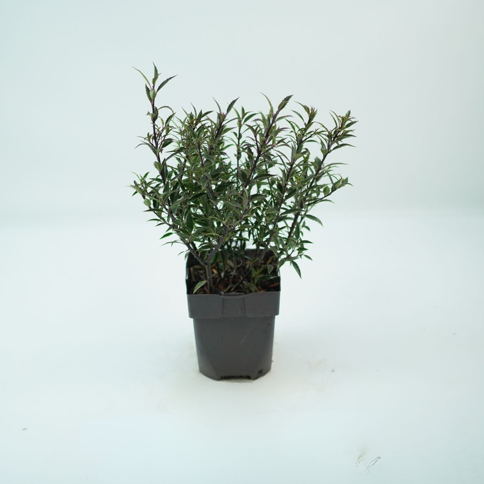 ILEX AQUIFOLIUM 'MYRTIFOLIA' Ostrokrzew kolczasty