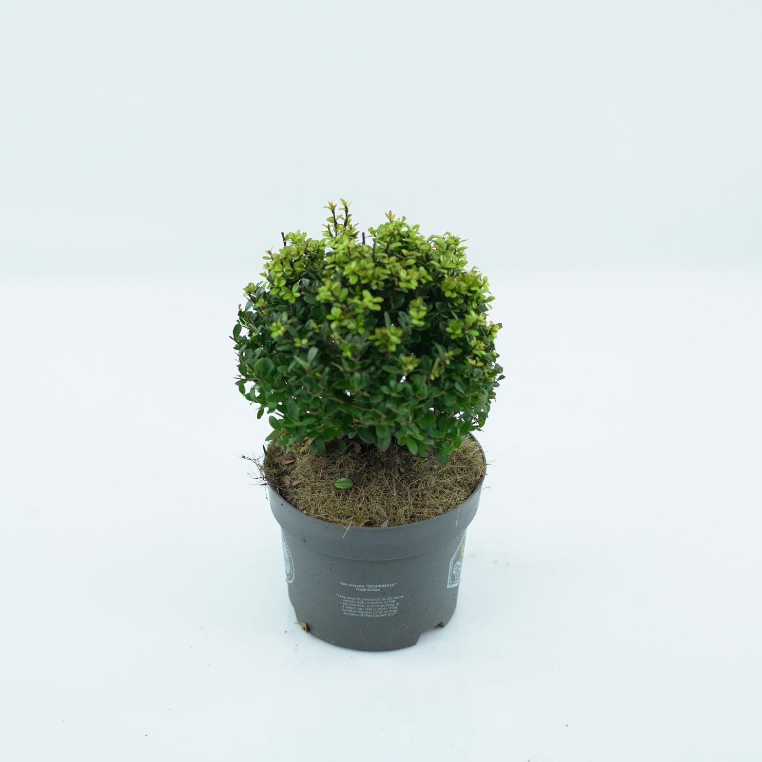 ILEX CRENATA 'DARK GREEN' Ostrokrzew karbowanolistny