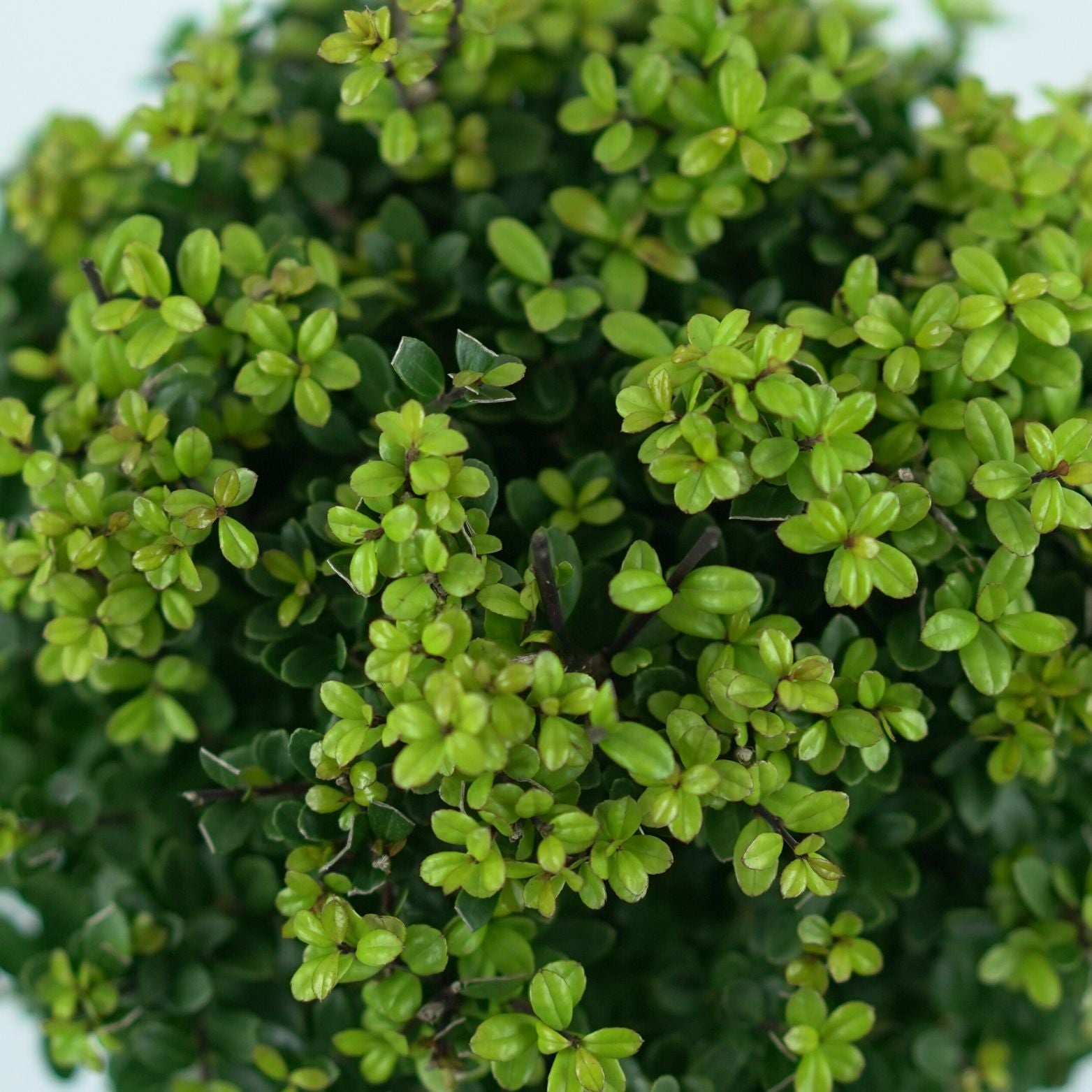 ILEX CRENATA 'DARK GREEN' Ostrokrzew karbowanolistny