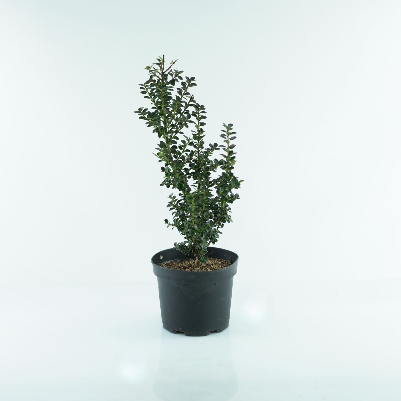 ILEX CRENATA 'DWARF PAGODA' Ostrokrzew karbowanolistny