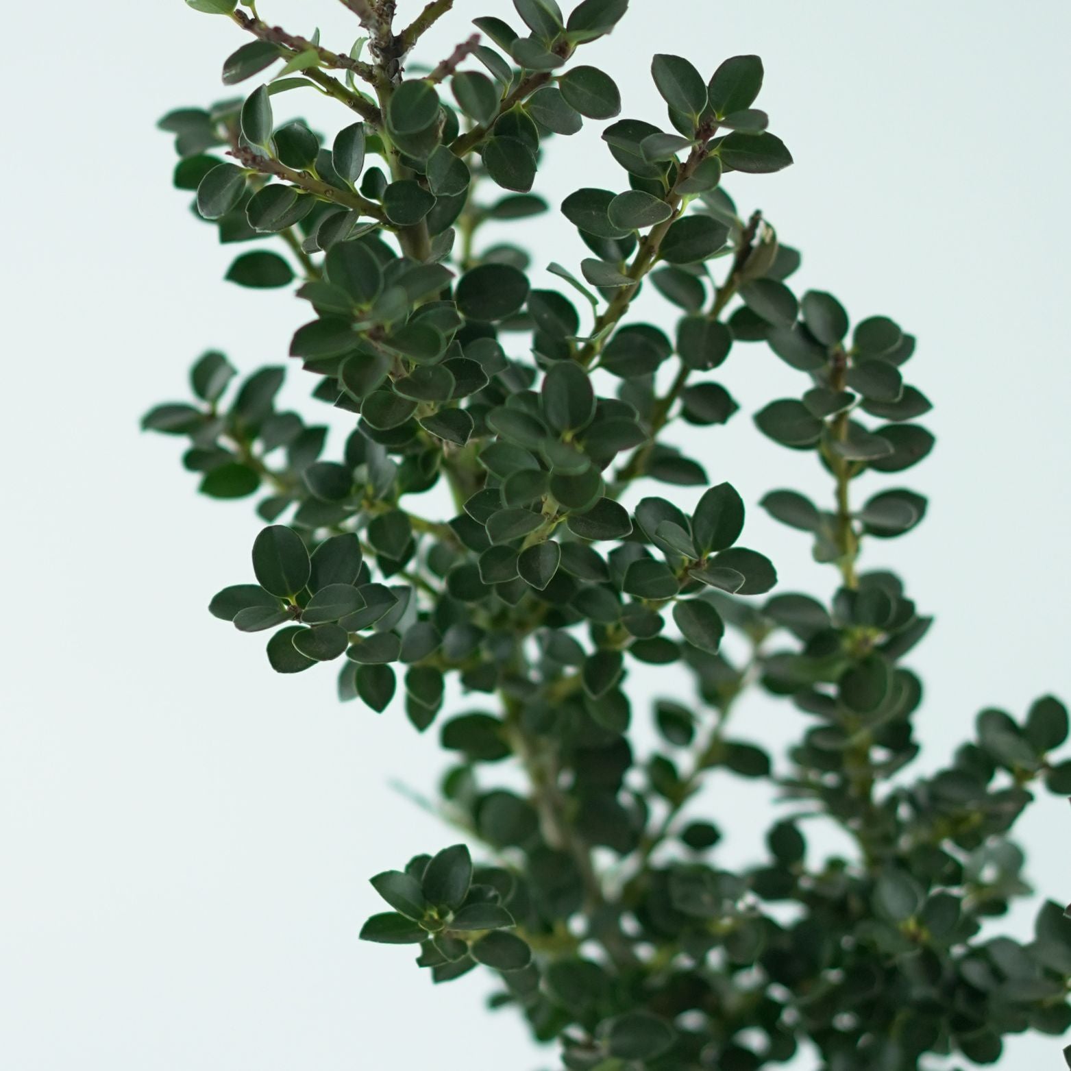 ILEX CRENATA 'DWARF PAGODA' Ostrokrzew karbowanolistny