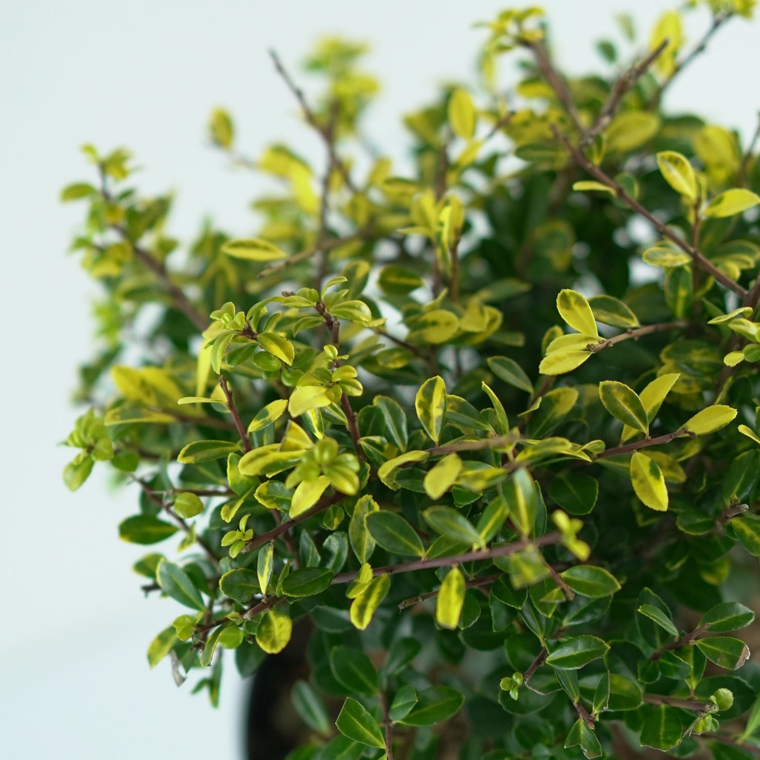 ILEX CRENATA 'GLORY GEM' Ostrokrzew karbowanolistny