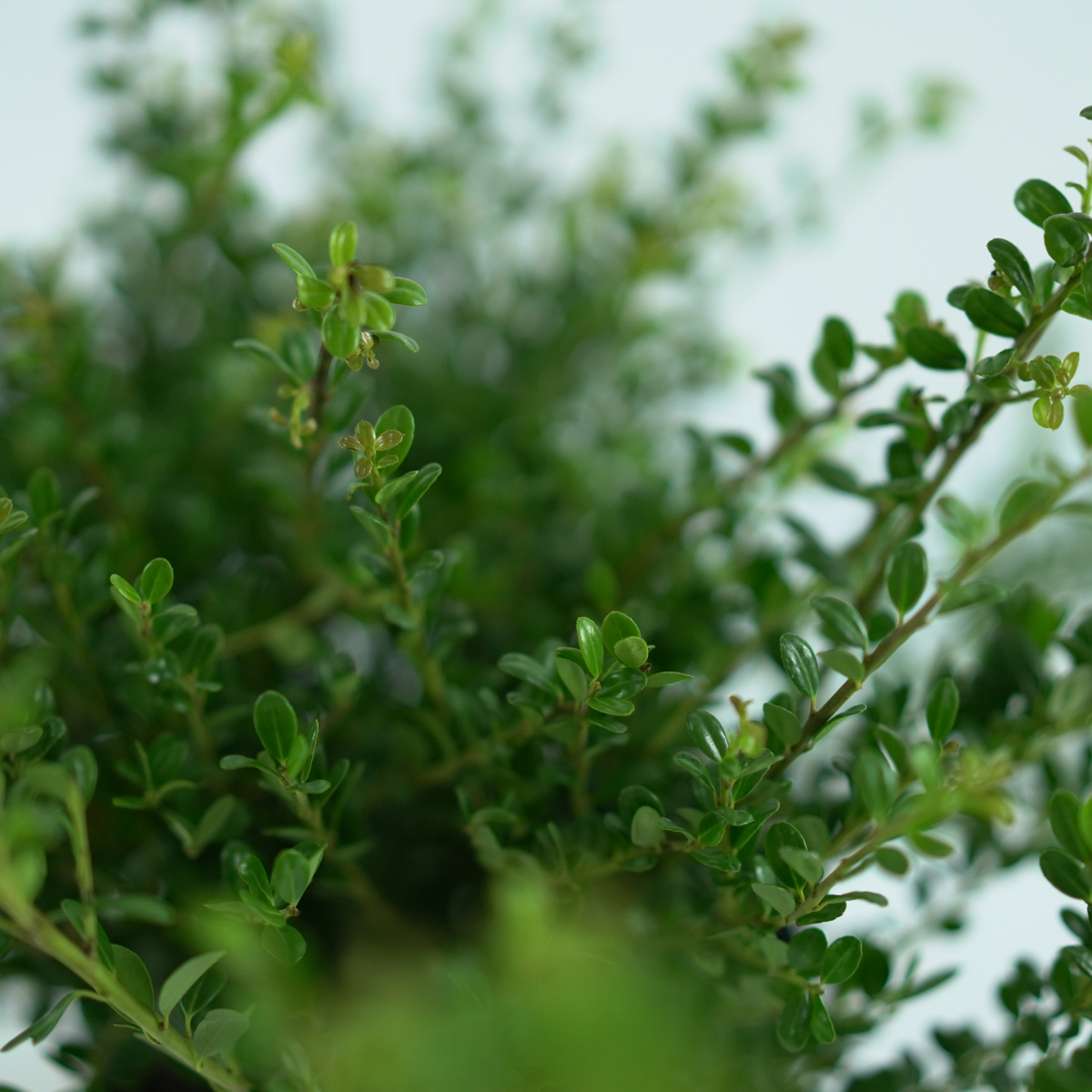 ILEX CRENATA 'Glory gem' Ostrokrzew karbowanolistny