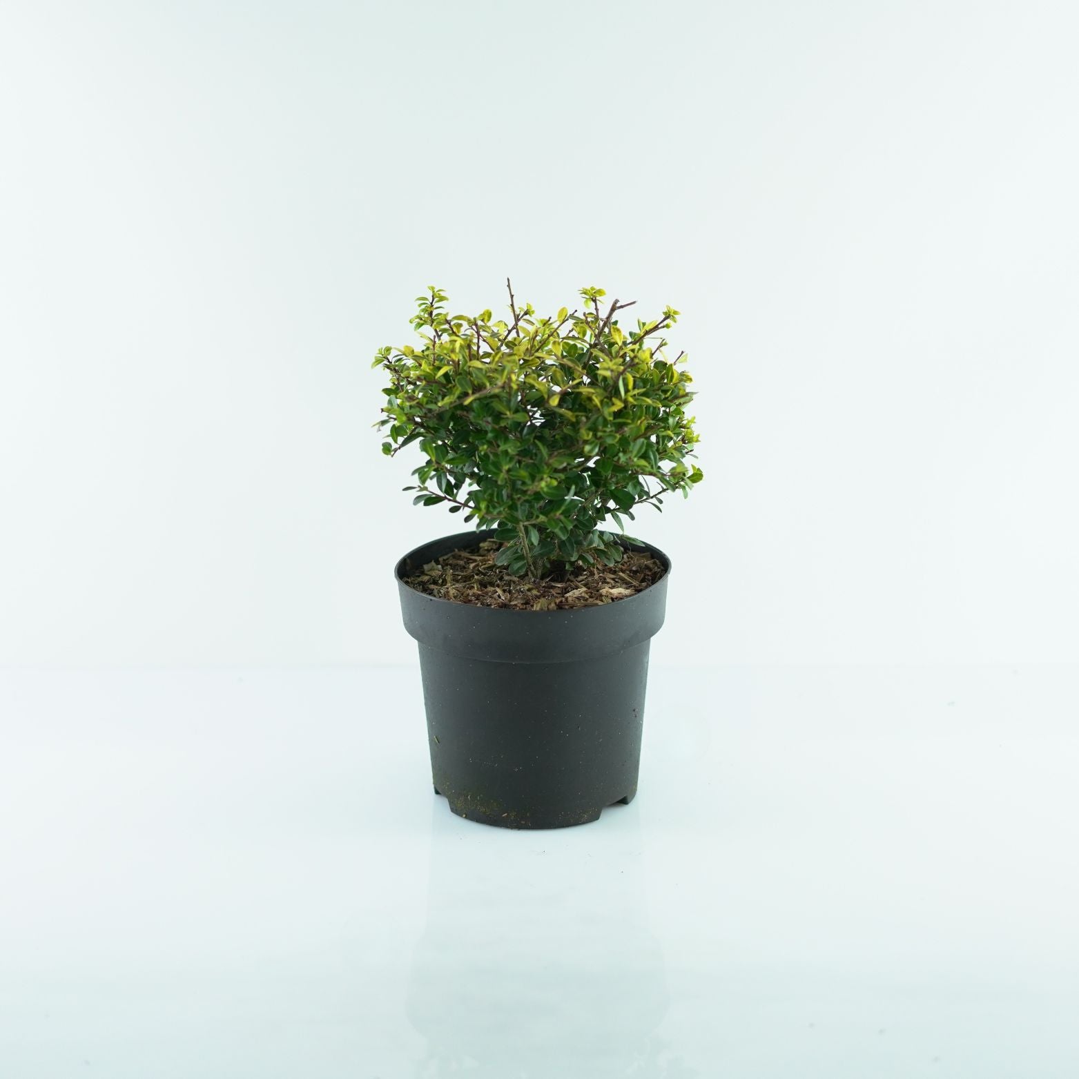 ILEX CRENATA 'GLORY GEM' Ostrokrzew karbowanolistny