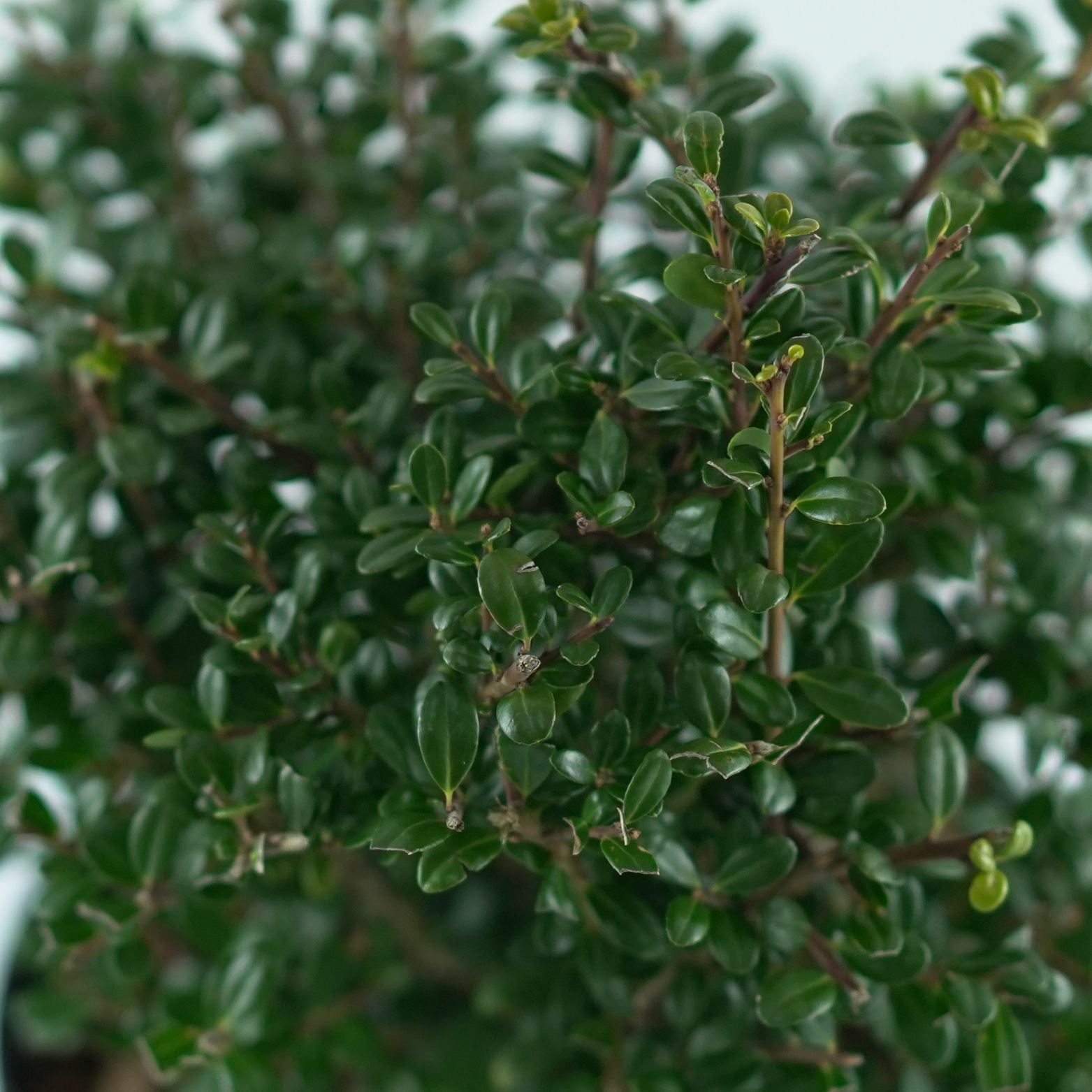 ILEX CRENATA 'GOLDEN GEM' Ostrokrzew karbowanolistny