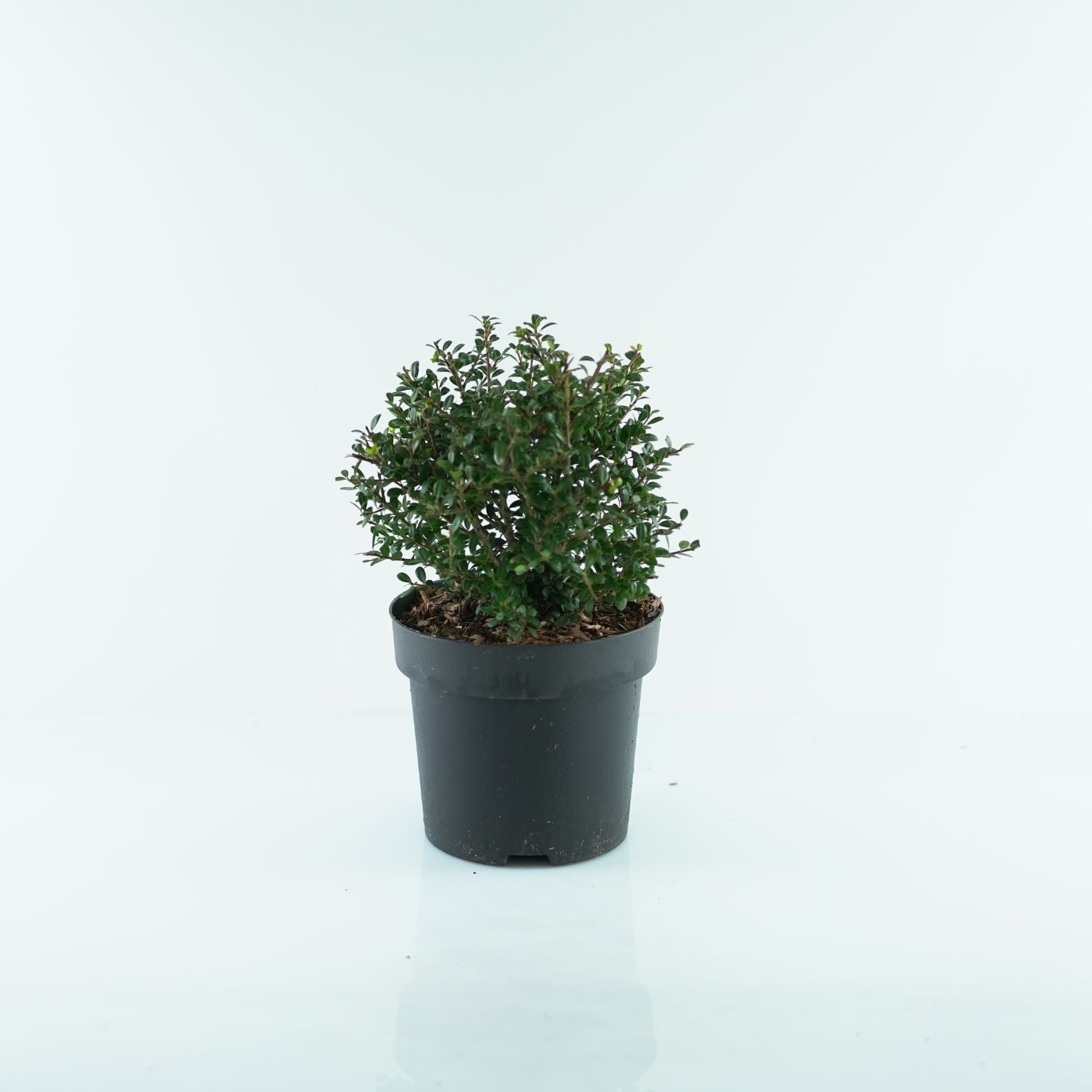 ILEX CRENATA 'GOLDEN GEM' Ostrokrzew karbowanolistny