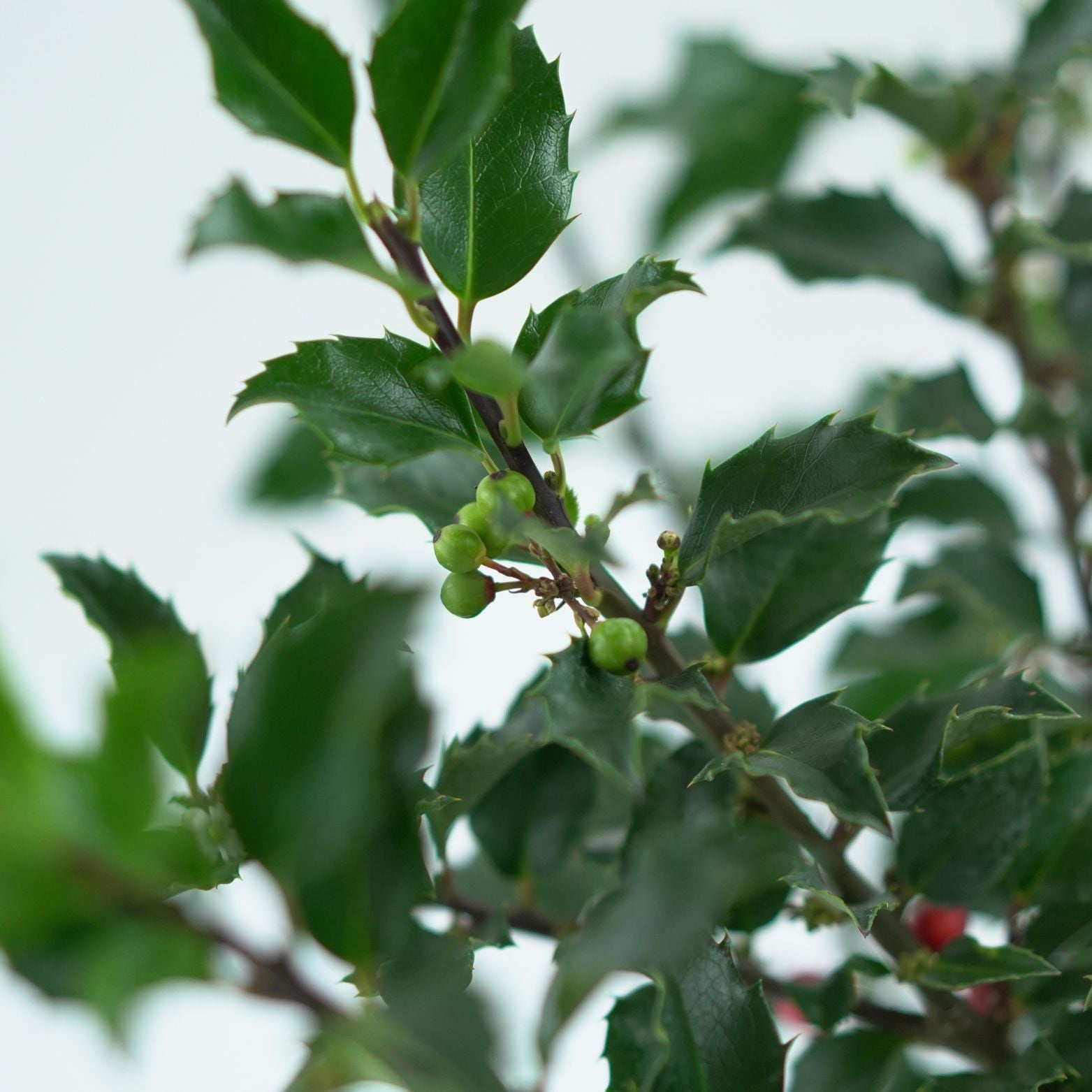 ILEX MESERVEAE 'BLUE PRINCESS' Ostrokrzew Meservy