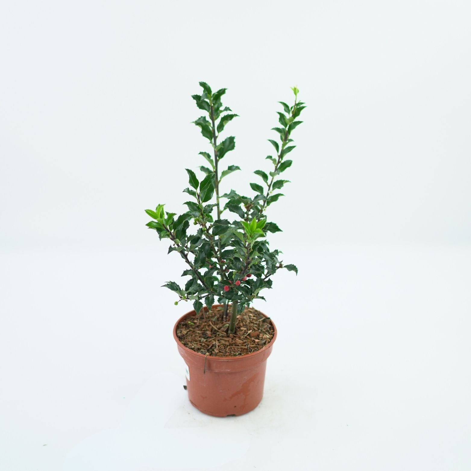 ILEX MESERVEAE 'BLUE PRINCESS' Ostrokrzew Meservy