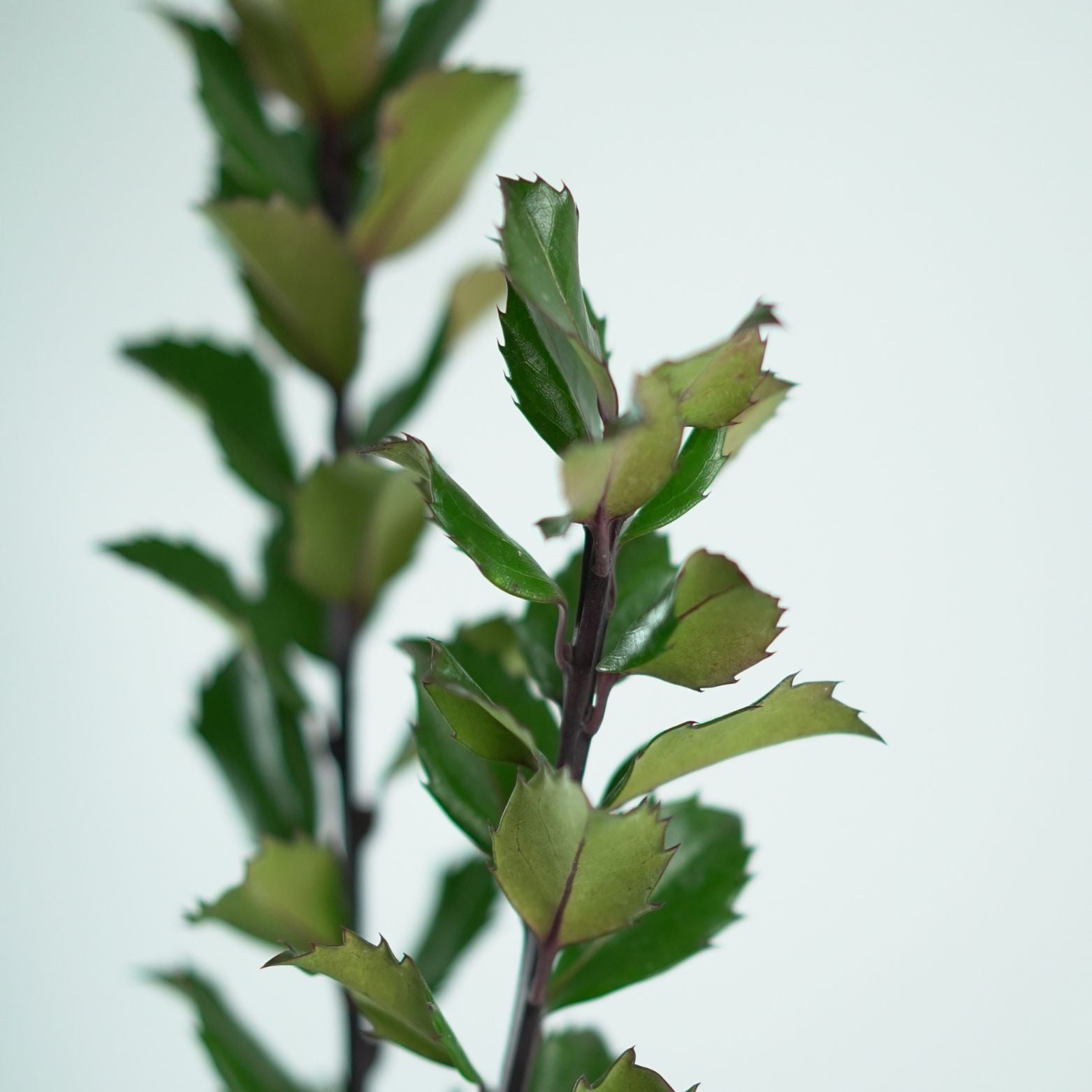 ILEX MESERVEAE 'BLUE PRINCE' Ostrokrzew Meservy
