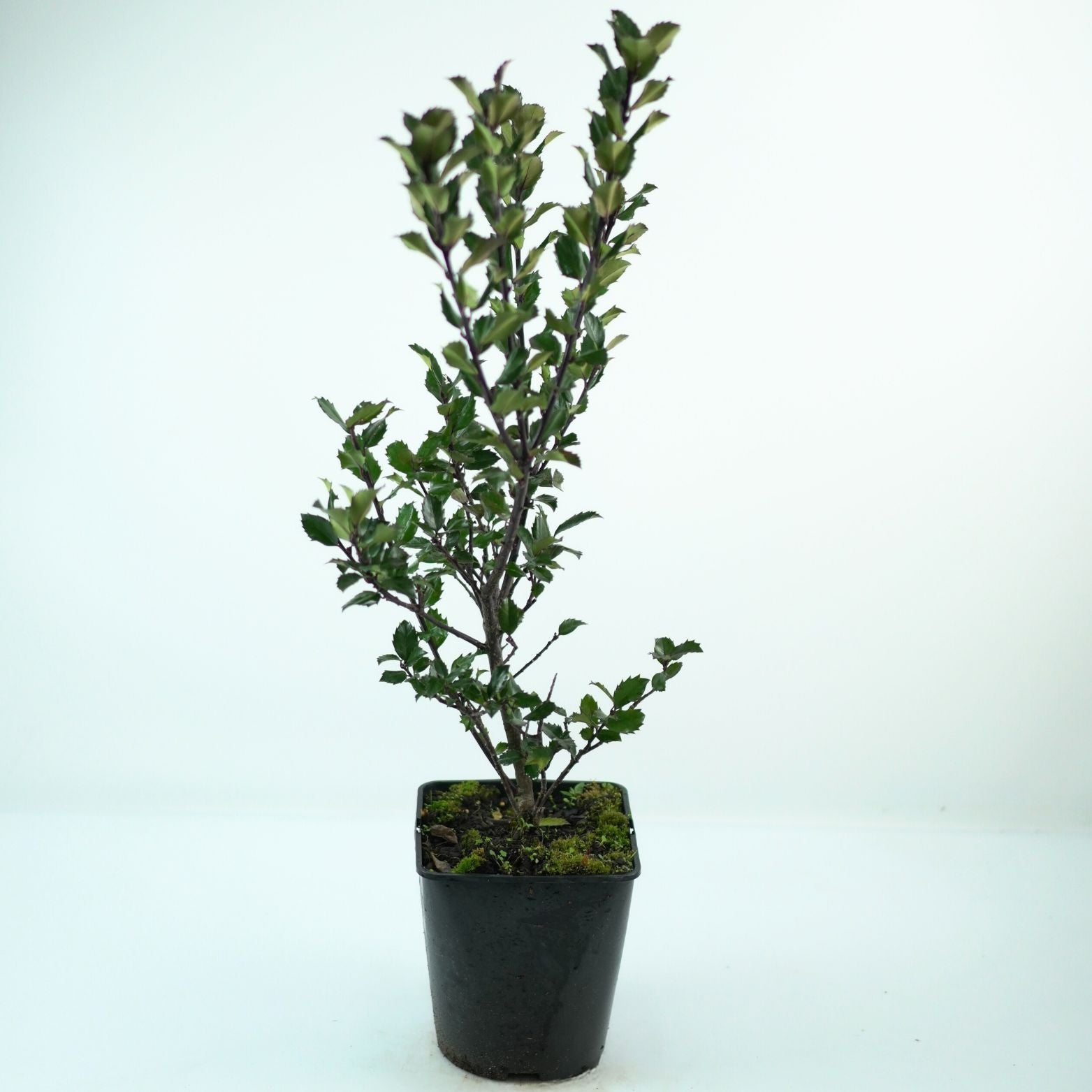 ILEX MESERVEAE 'BLUE PRINCE' Ostrokrzew Meservy