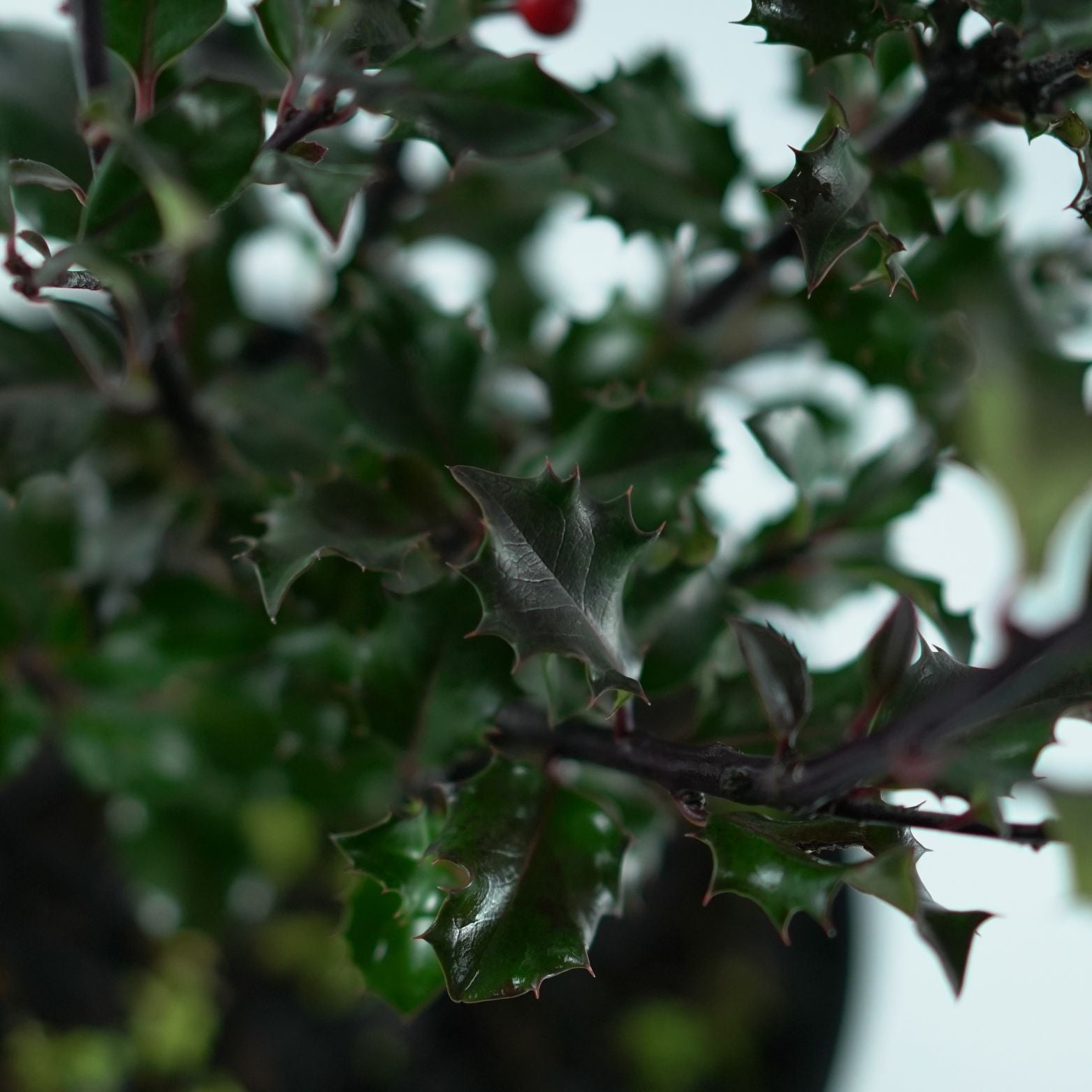 ILEX MESERVEAE 'Blue Angel' Ostrokrzew Meservy