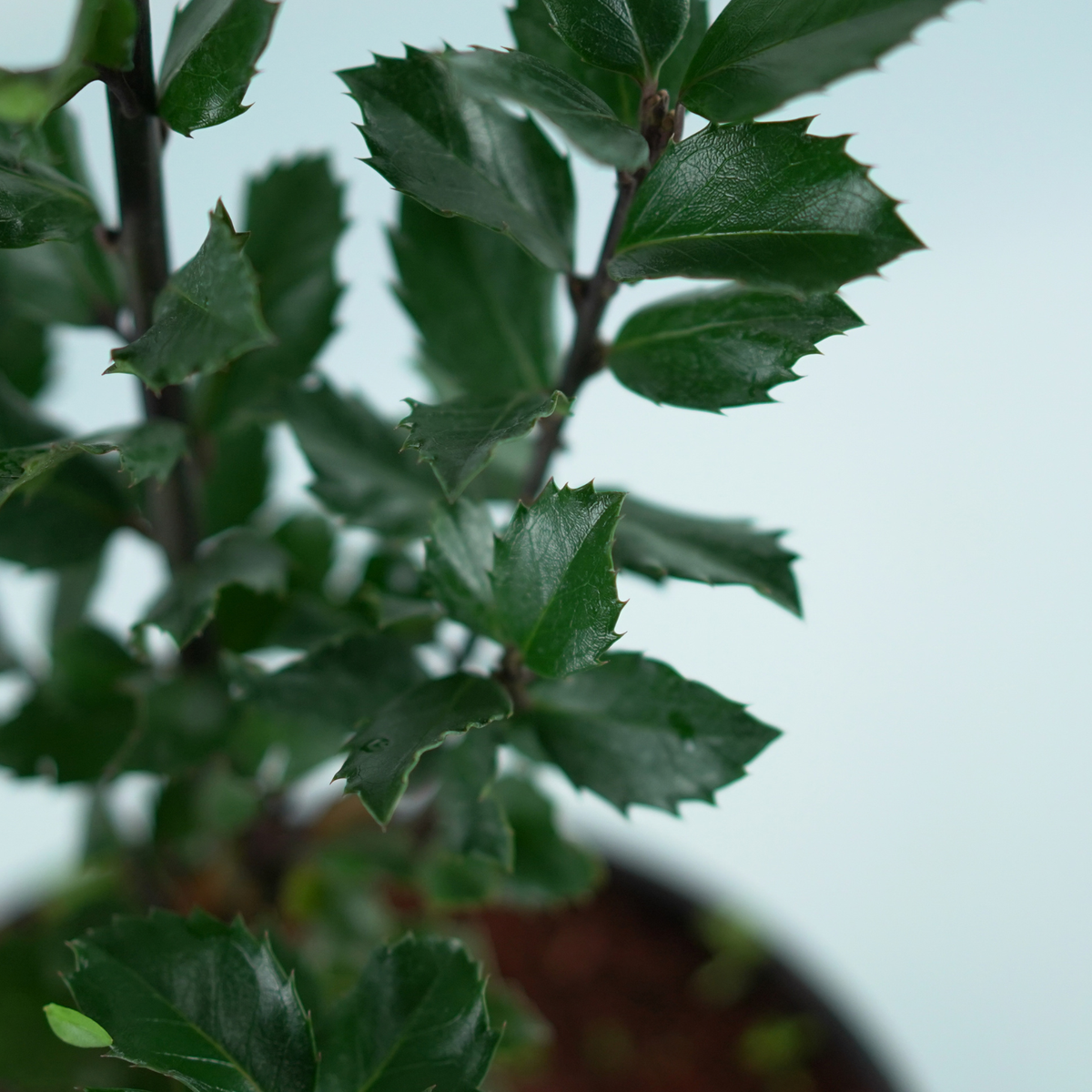 ILEX MESERVEAE 'Blue Angel' Ostrokrzew Meservy
