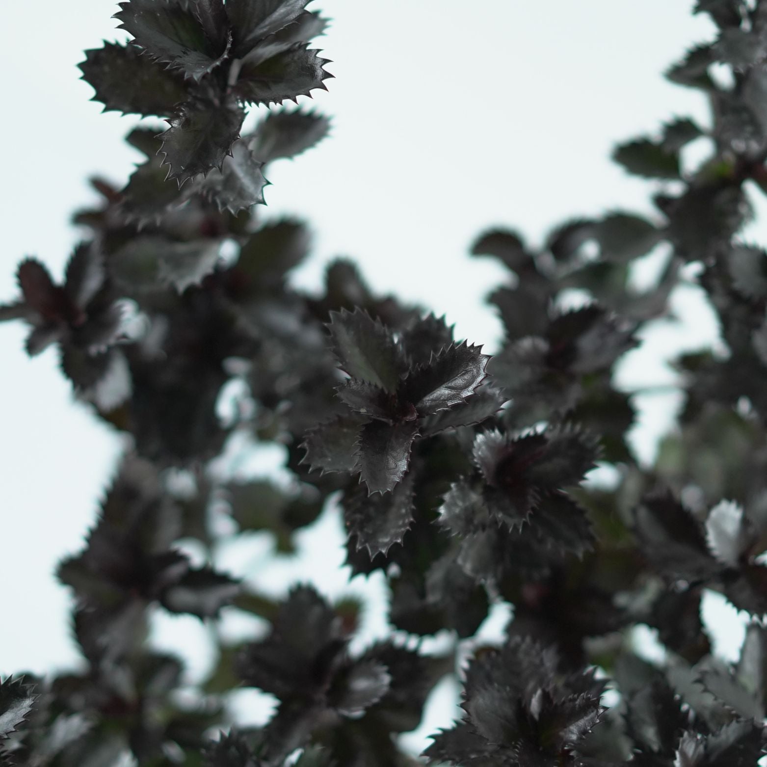 ILEX MESERVEAE 'Little Pirate' Ostrokrzew Meservy