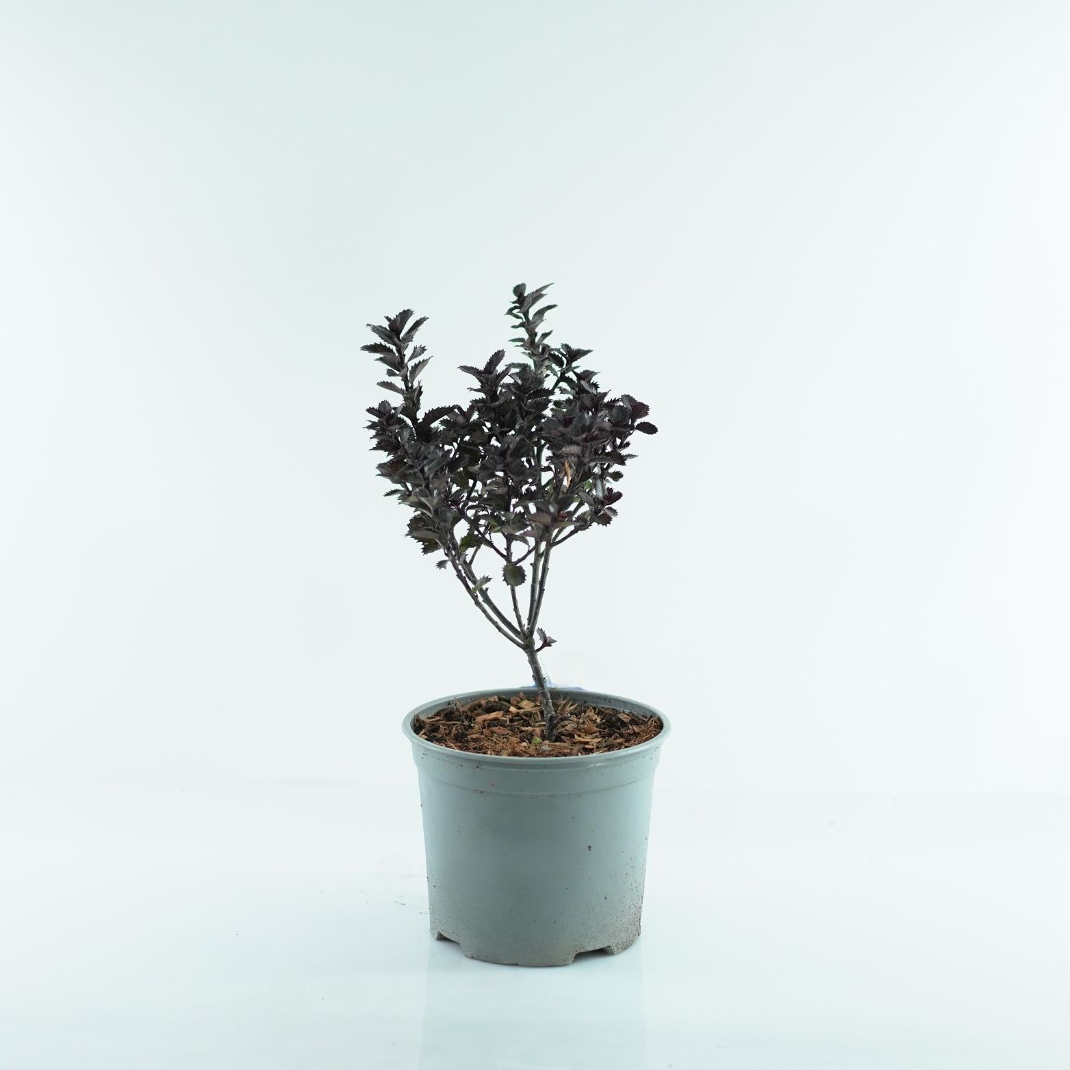 ILEX MESERVEAE 'Little Pirate' Ostrokrzew Meservy