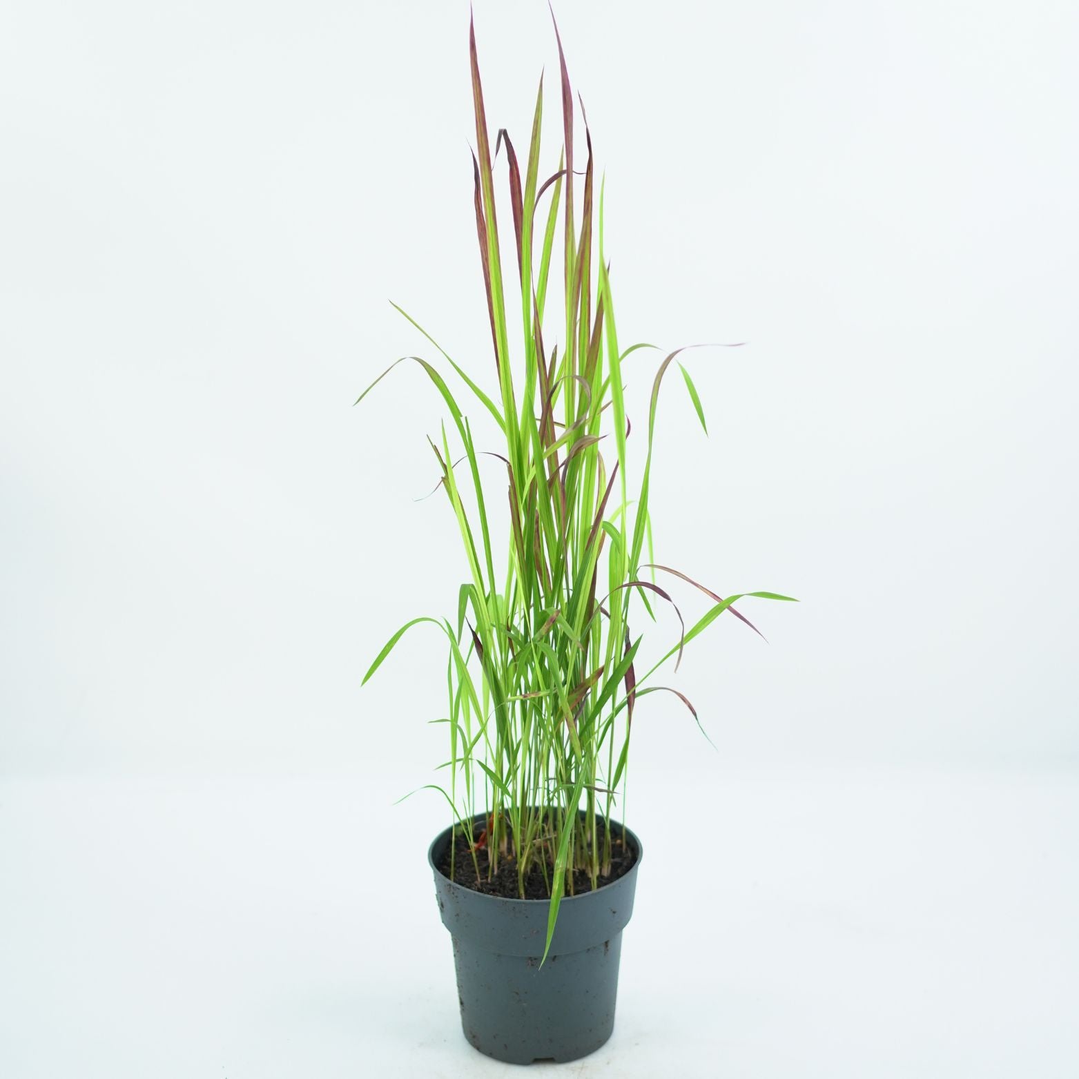 IMPERATA CYLINDRICA 'RED BARON' Imperata cylindryczna