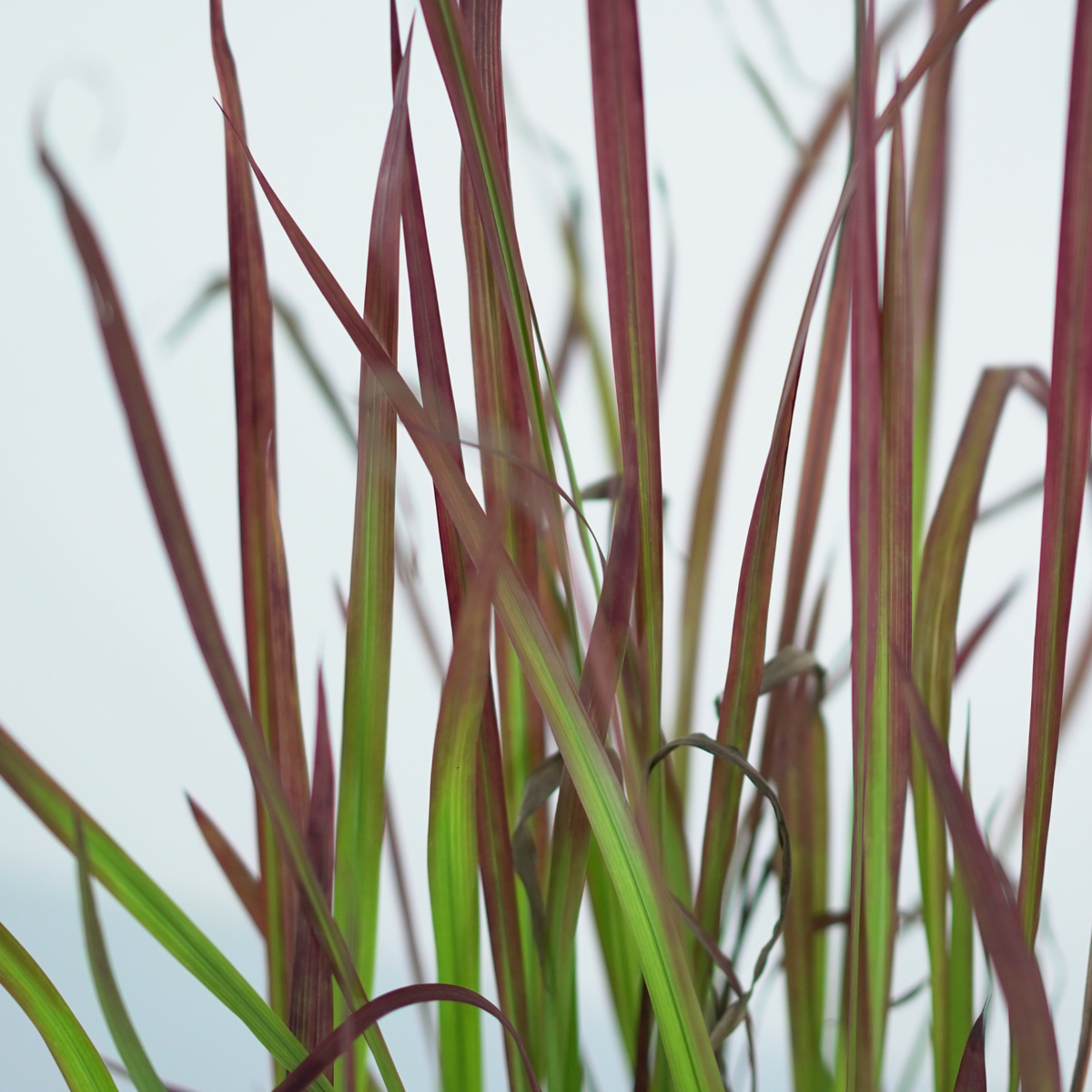 IMPERATA CYLINDRICA 'RED BARON' Imperata cylindryczna