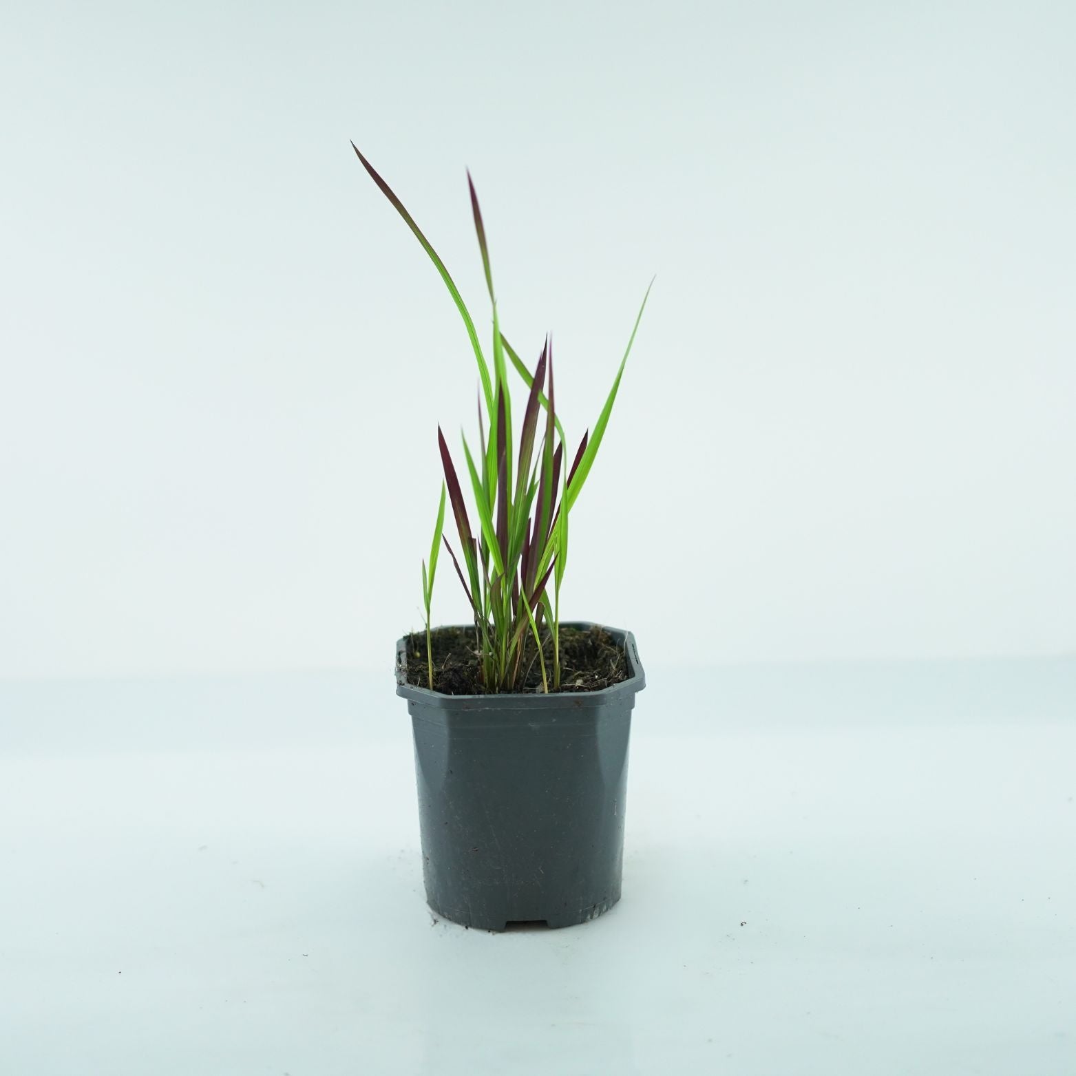 IMPERATA CYLINDRICA 'RED BARON' Imperata cylindryczna