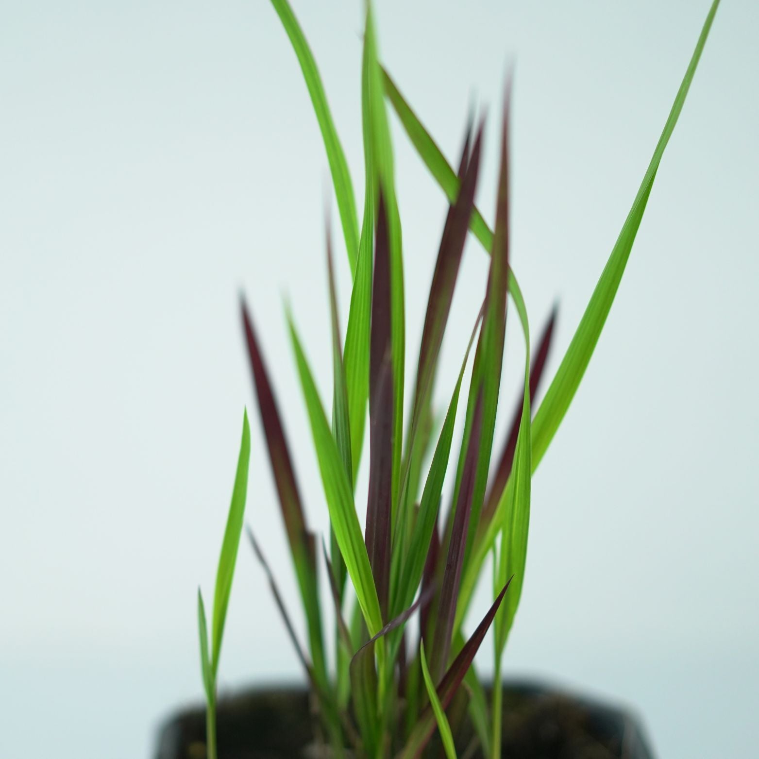 IMPERATA CYLINDRICA 'RED BARON' Imperata cylindryczna