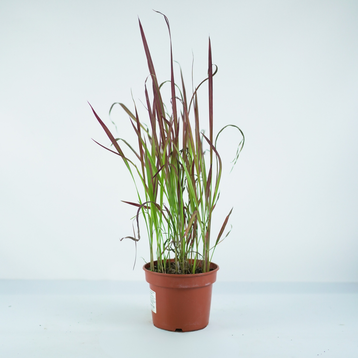 IMPERATA CYLINDRICA 'RED BARON' Imperata cylindryczna