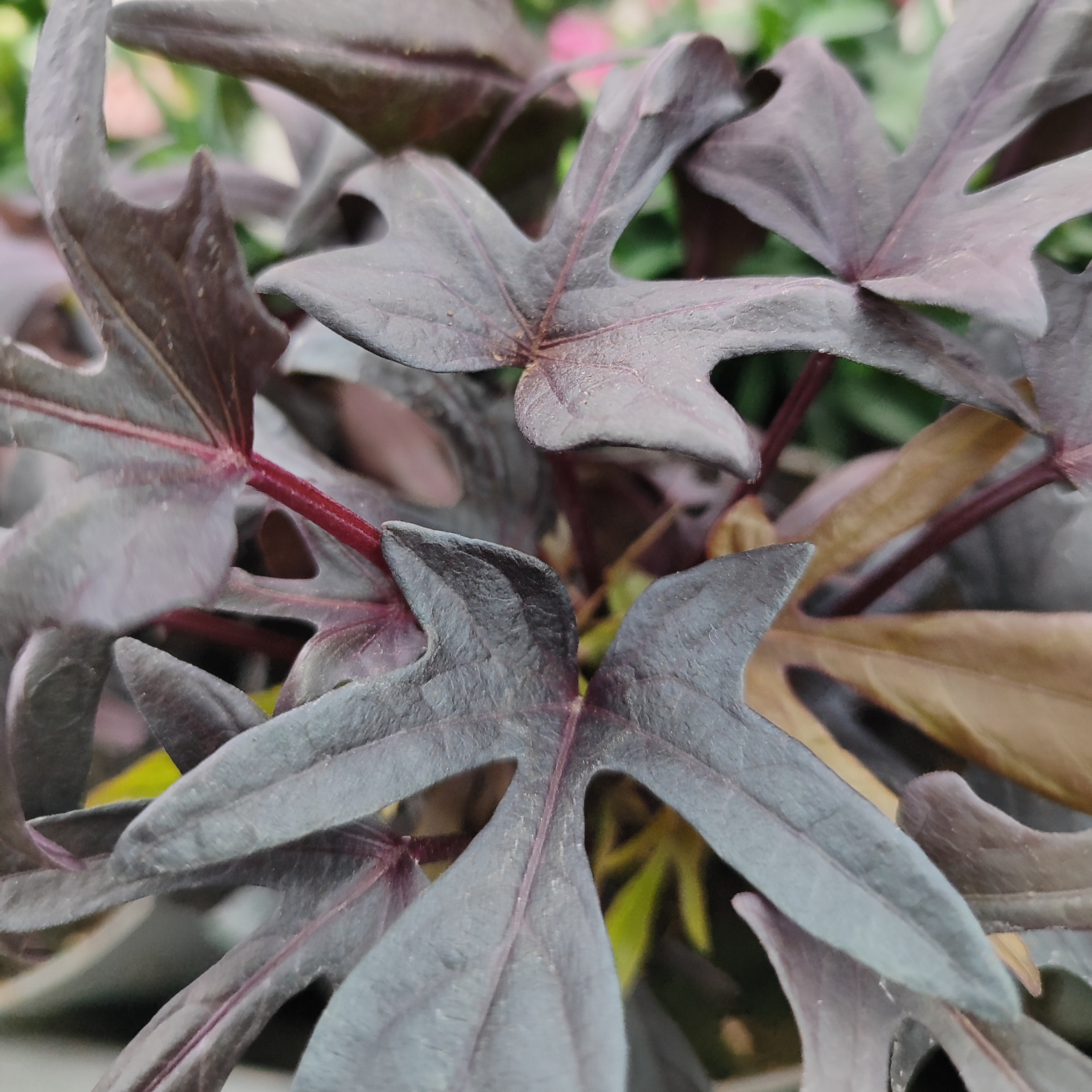IPOMEA BATATAS 'BLACKIE' Wilec ziemniaczany