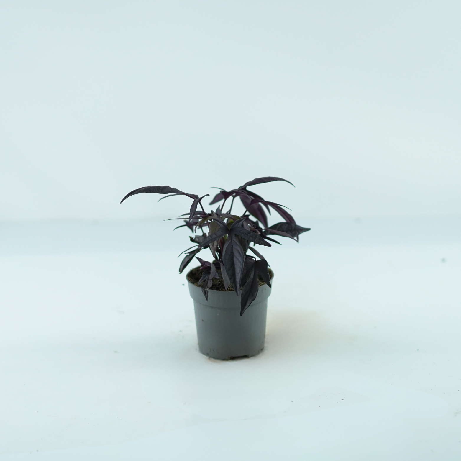IPOMEA BATATAS 'BLACKIE' Wilec ziemniaczany