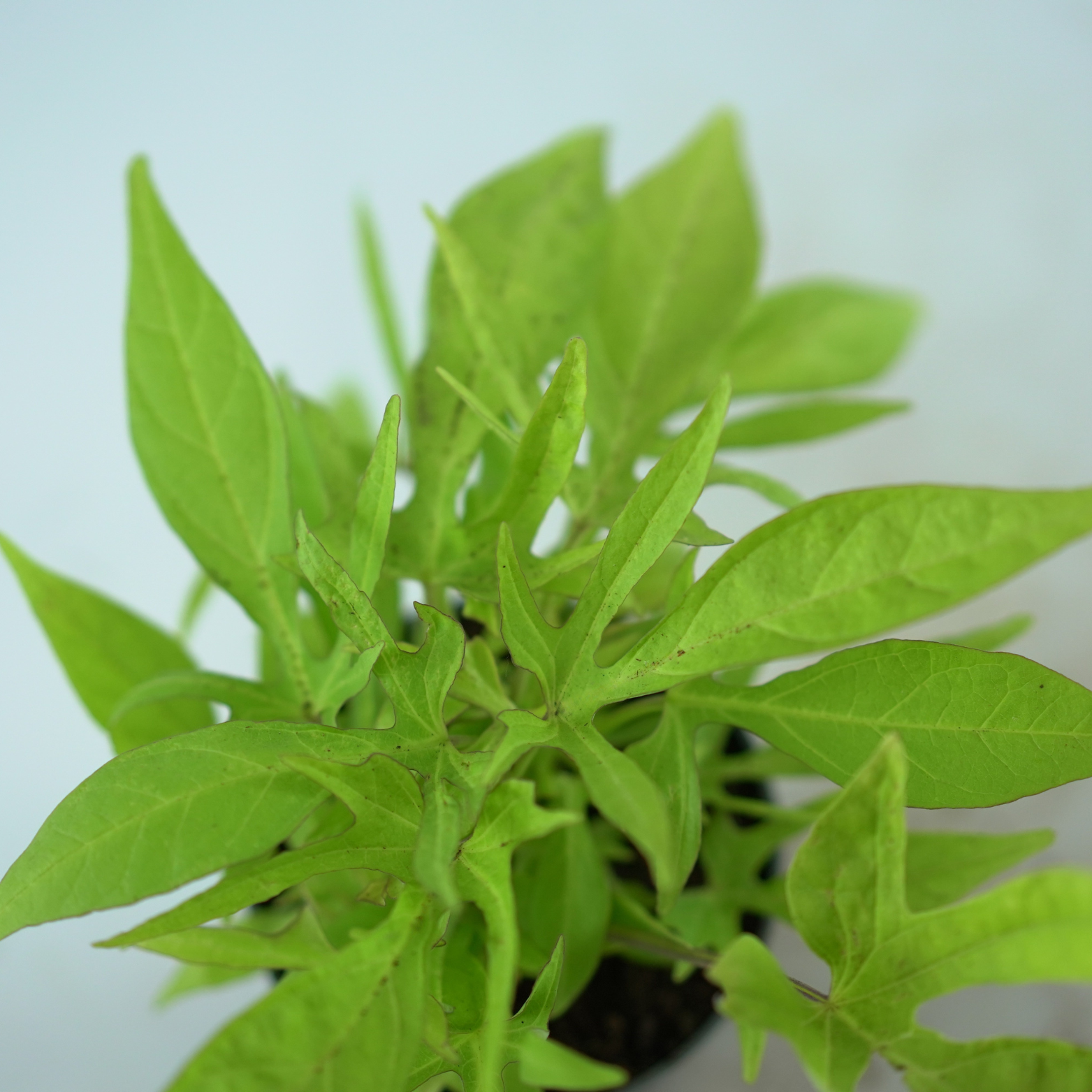 IPOMEA BATATAS 'MARGUERITE' Wilec ziemniaczany