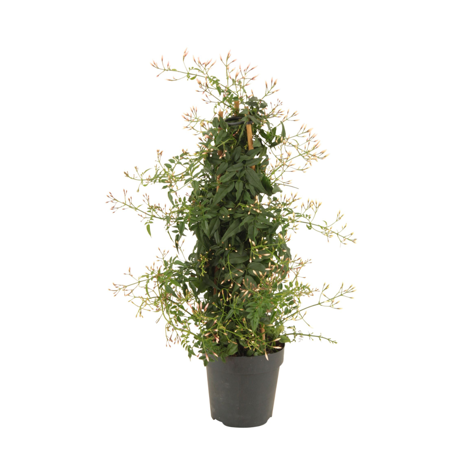 JASMINUM POLYANTHUM Jaśmin wielokwiatowy