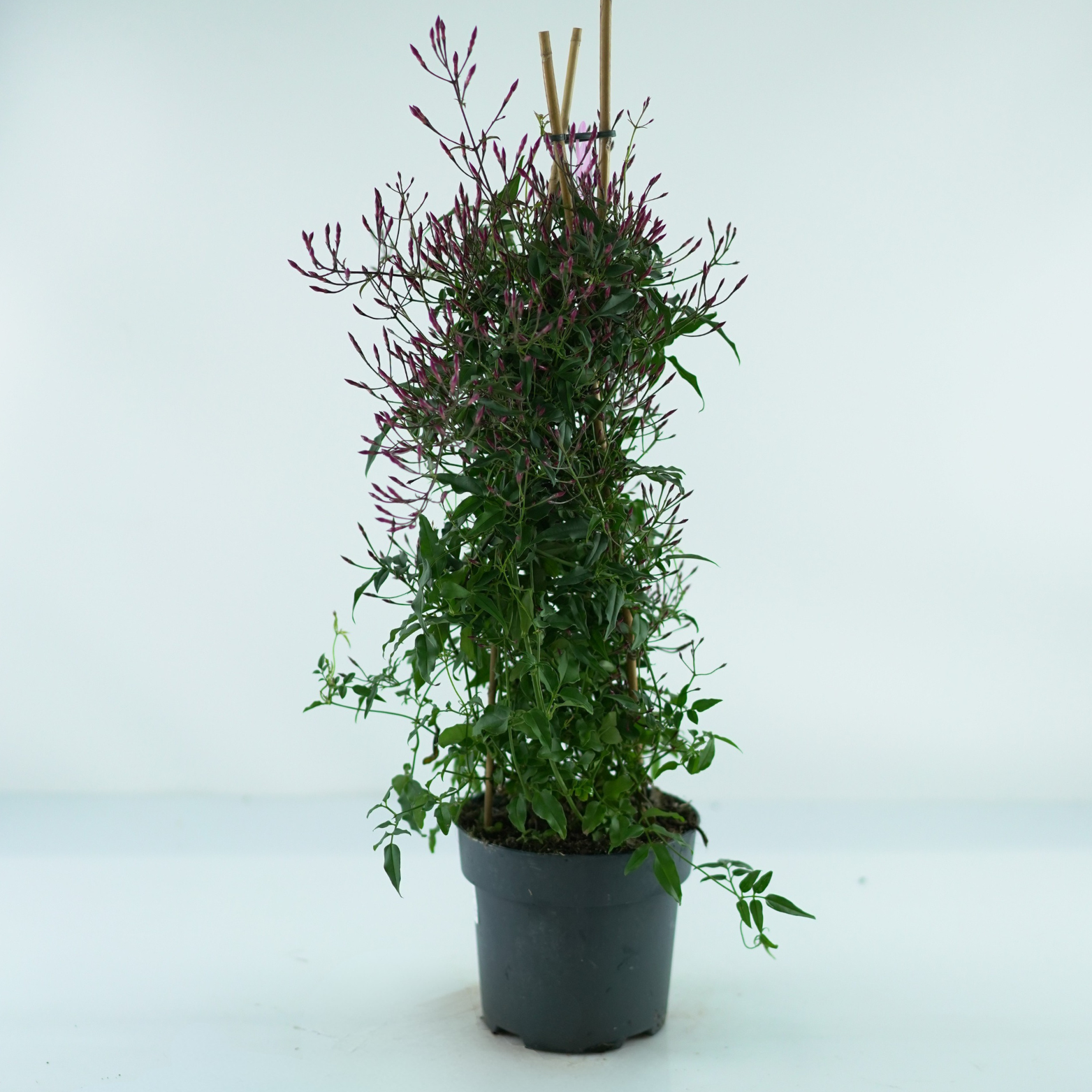 JASMINUM POLYANTHUM 'PASSION DARK' Jaśmin wielokwiatowy