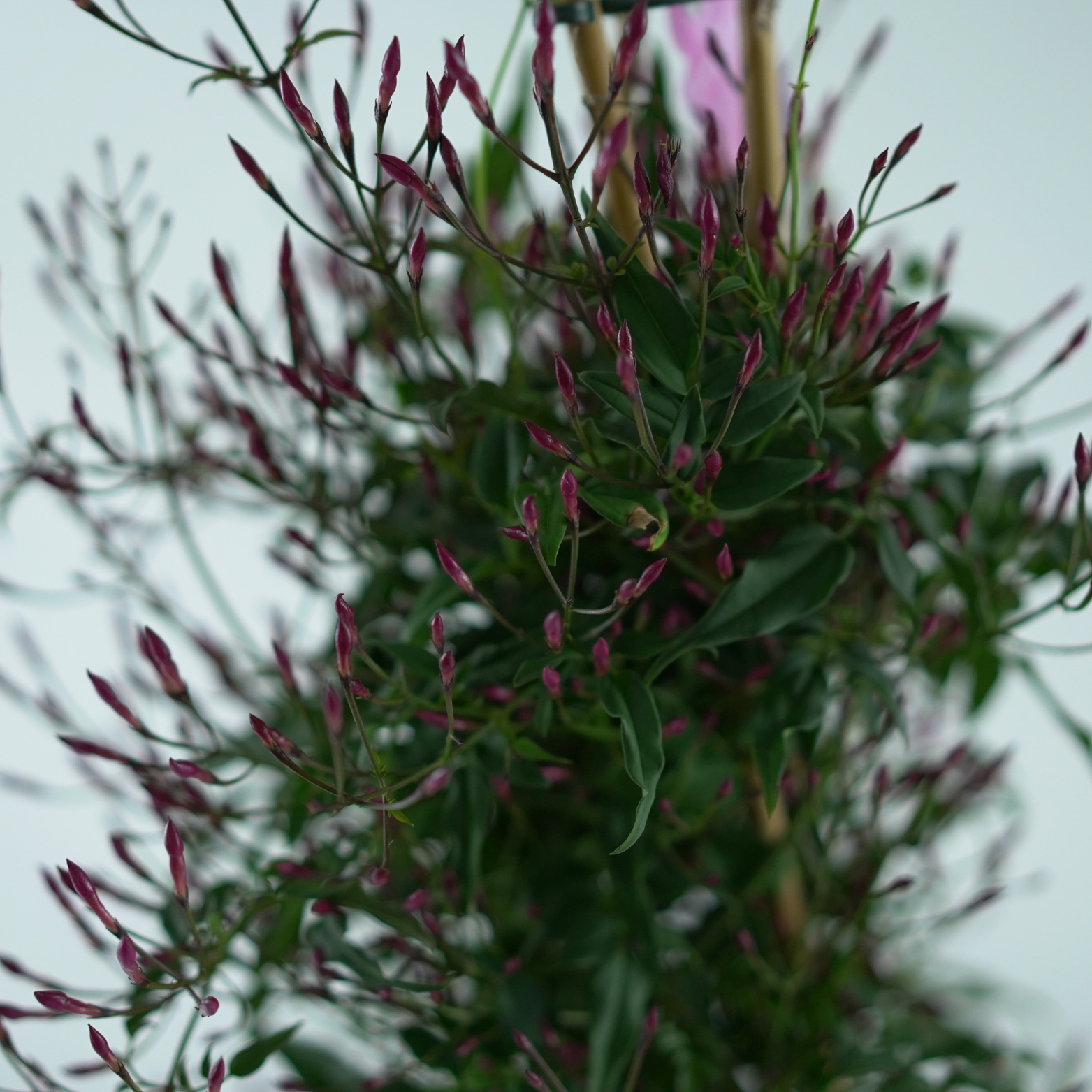 JASMINUM POLYANTHUM 'PASSION DARK' Jaśmin wielokwiatowy