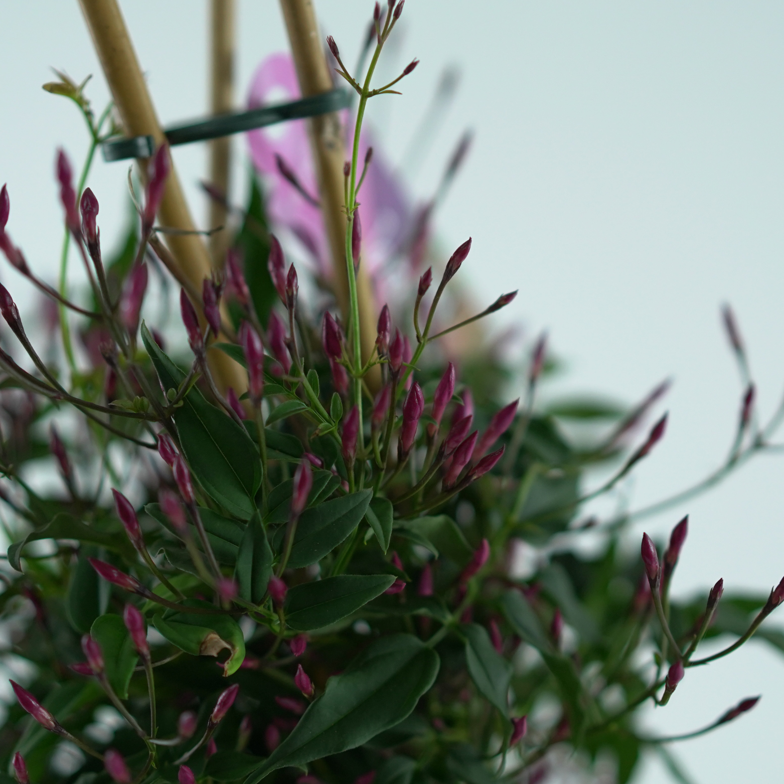 JASMINUM POLYANTHUM 'PASSION DARK' Jaśmin wielokwiatowy