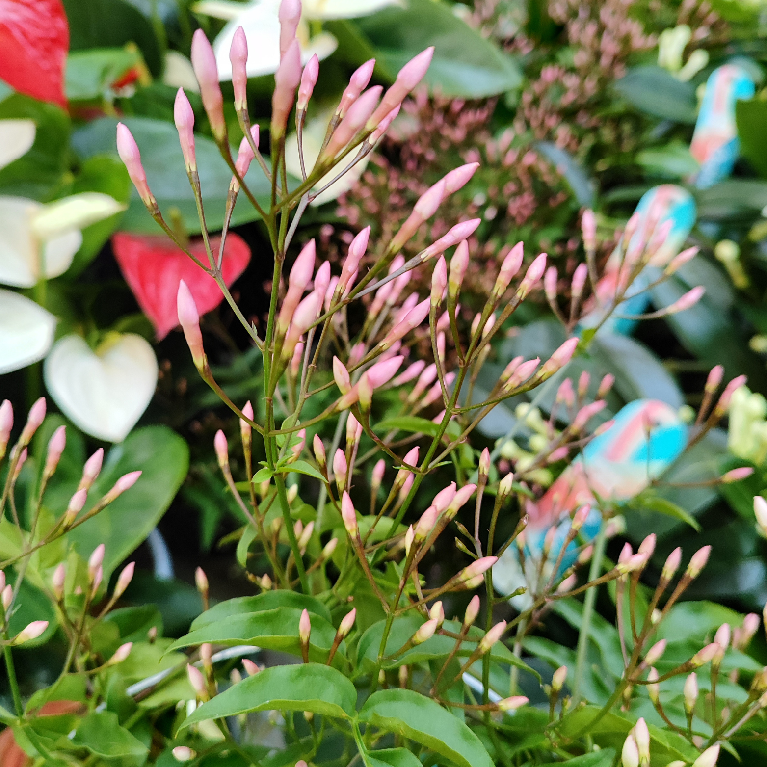 JASMINUM POLYANTHUM Jaśmin wielokwiatowy