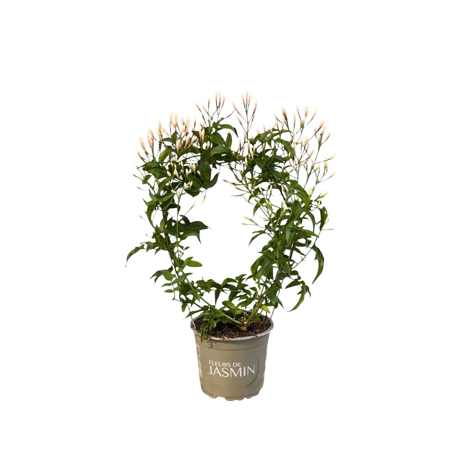 JASMINUM POLYANTHUM Jaśmin wielokwiatowy