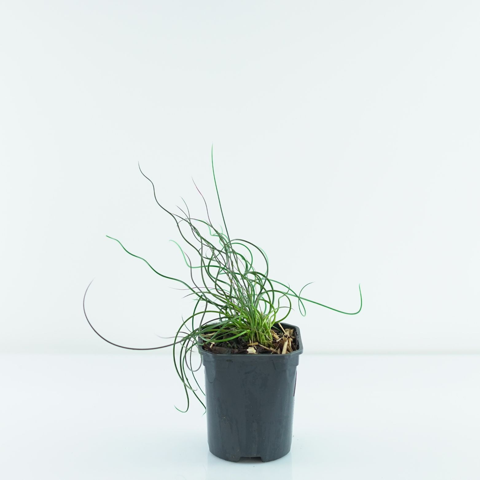 JUNCUS EFFUSUS 'Spiralis' Sit rozpierzchły