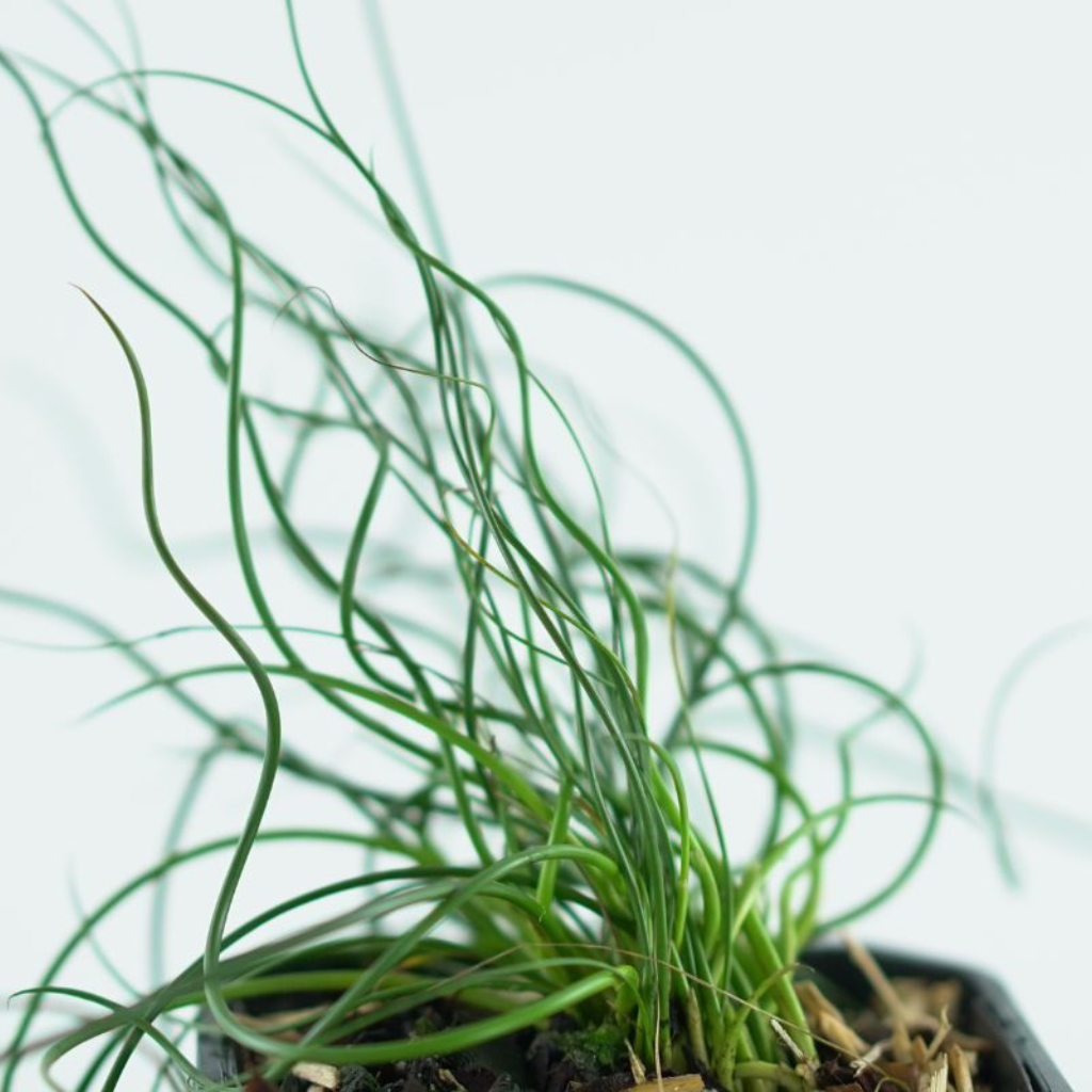 JUNCUS EFFUSUS 'Spiralis' Sit rozpierzchły