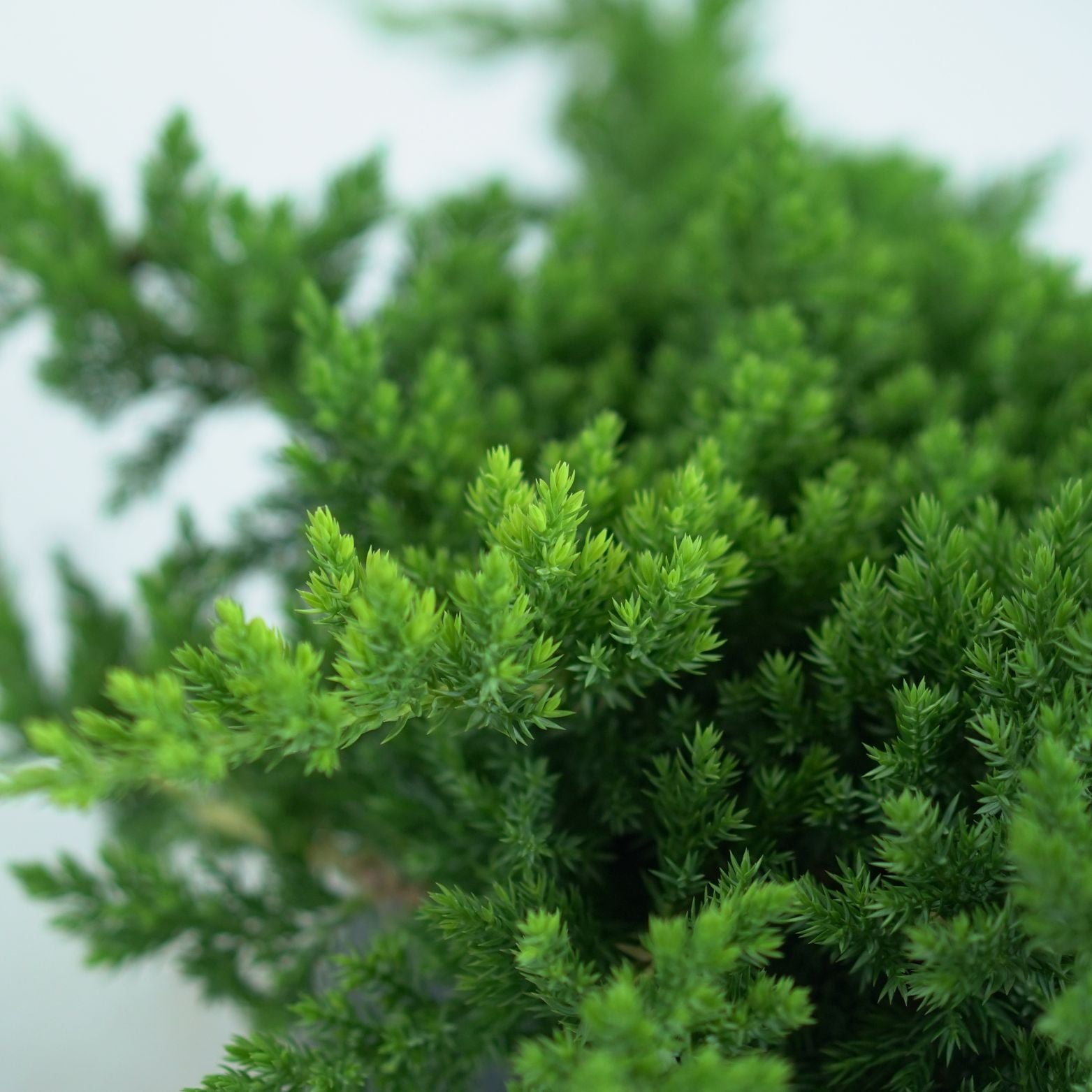 JUNIPERUS PROCUMBENS 'NANA' Jałowiec rozesłany