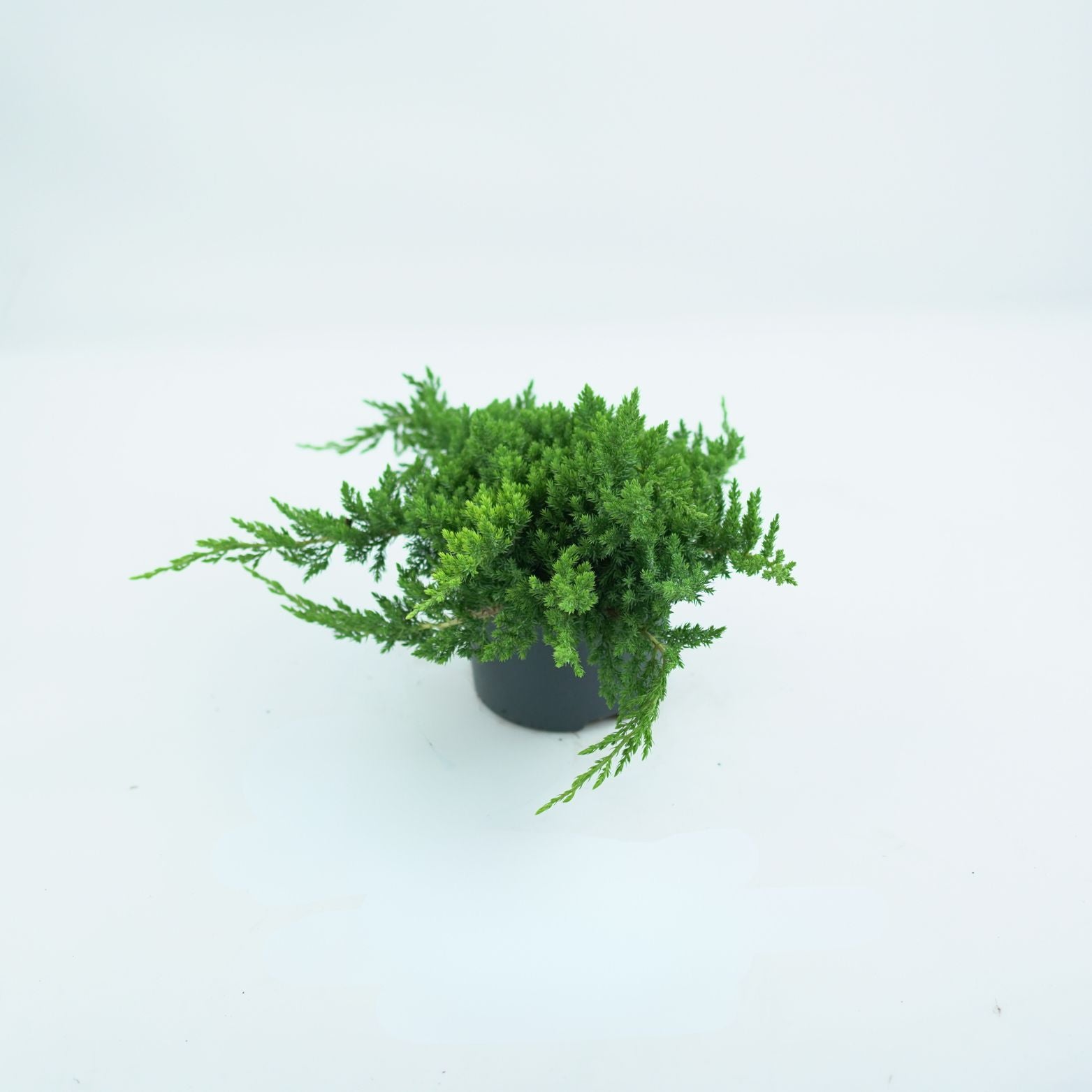 JUNIPERUS PROCUMBENS 'NANA' Jałowiec rozesłany