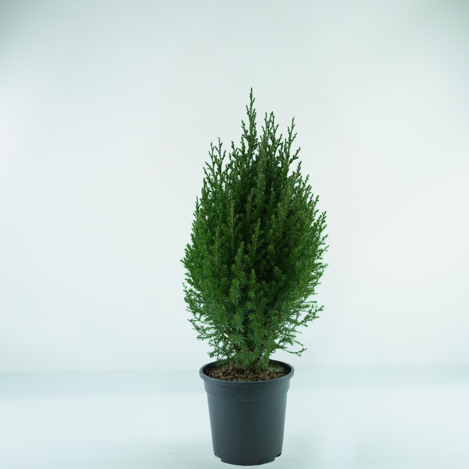 JUNIPERUS CHINENSIS 'STRICTA' Jałowiec chiński