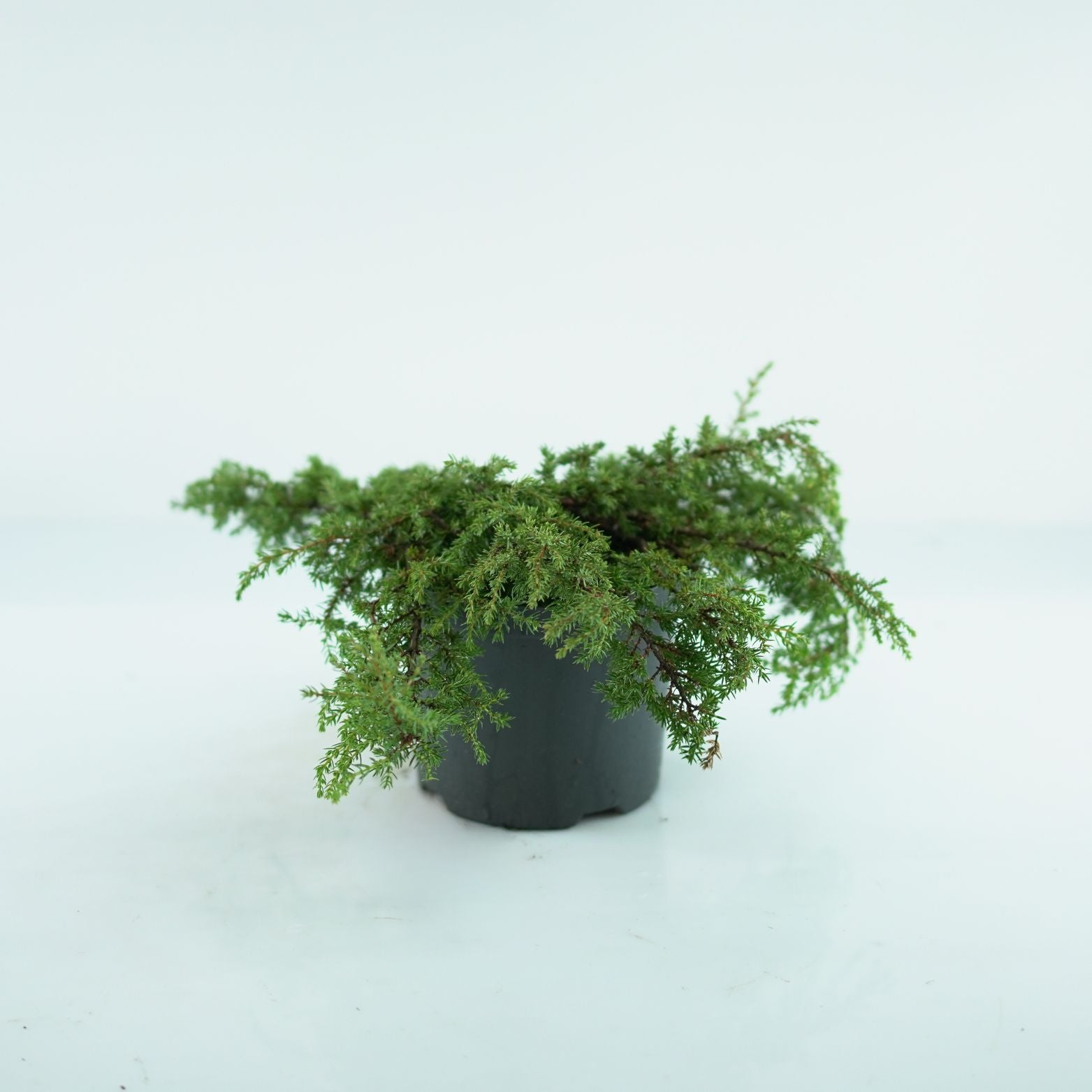 JUNIPERUS COMMUNIS 'Lemon Carpet' Jałowiec pospolity