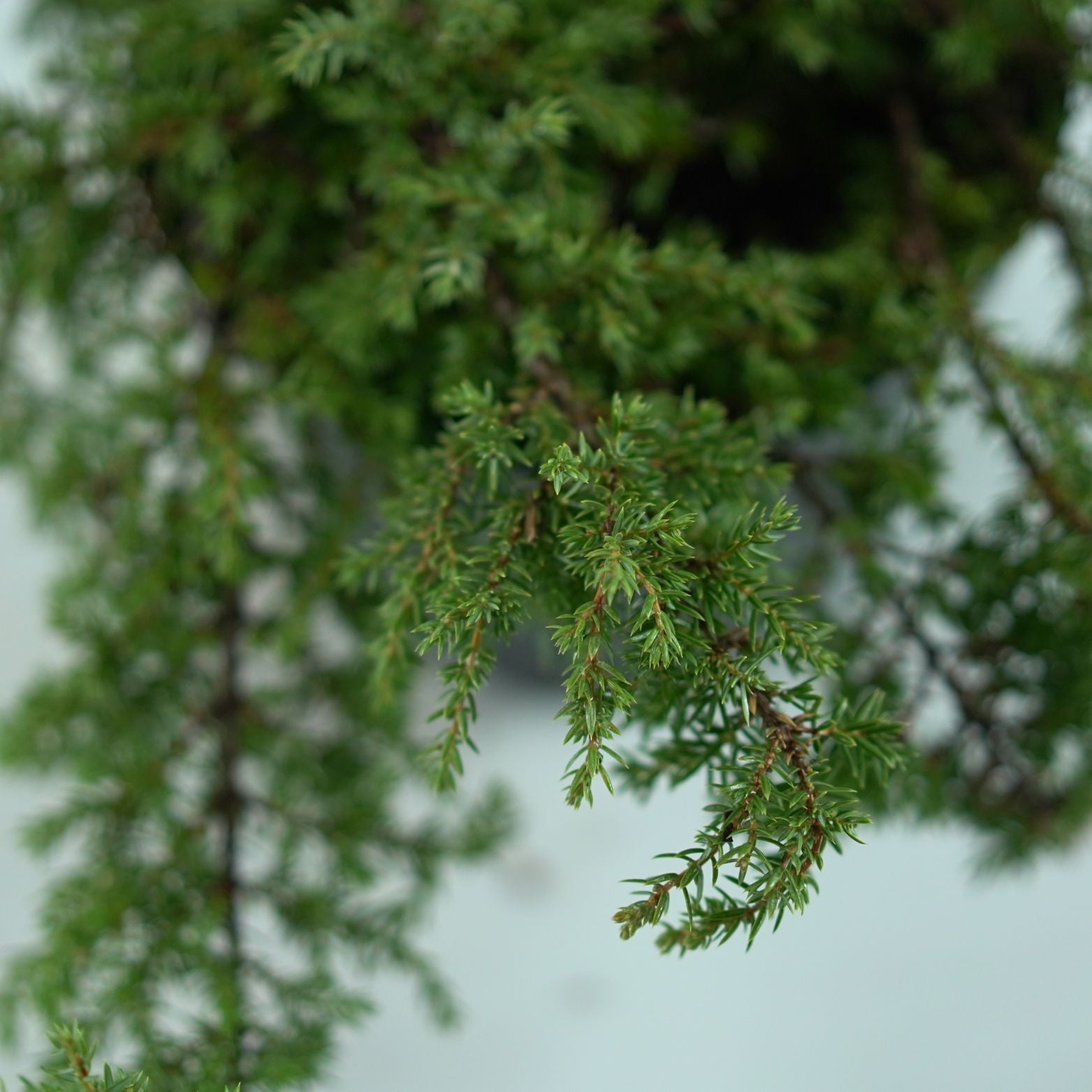 JUNIPERUS COMMUNIS 'Lemon Carpet' Jałowiec pospolity