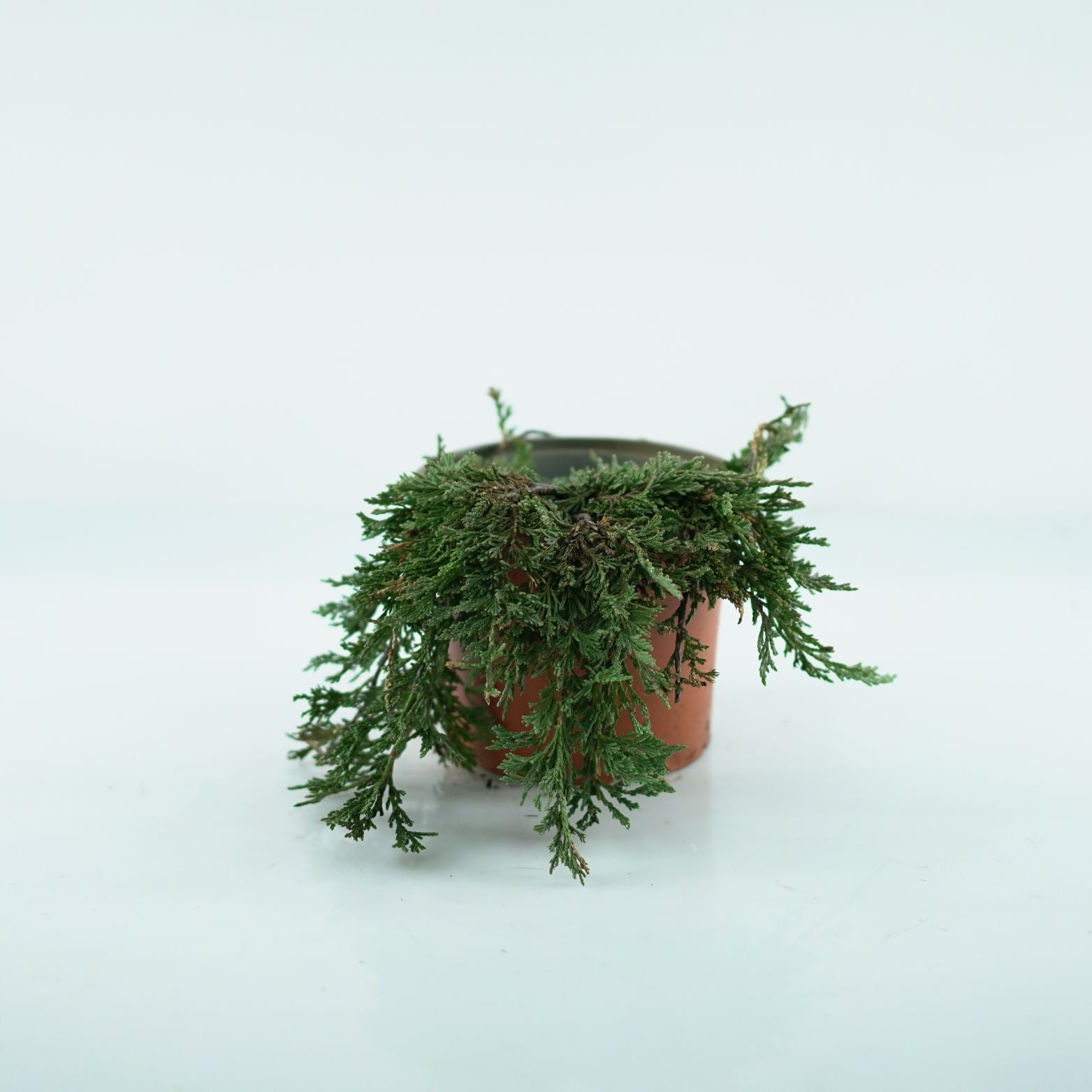 JUNIPERUS HORIZONTALIS 'Pancake' Jałowiec