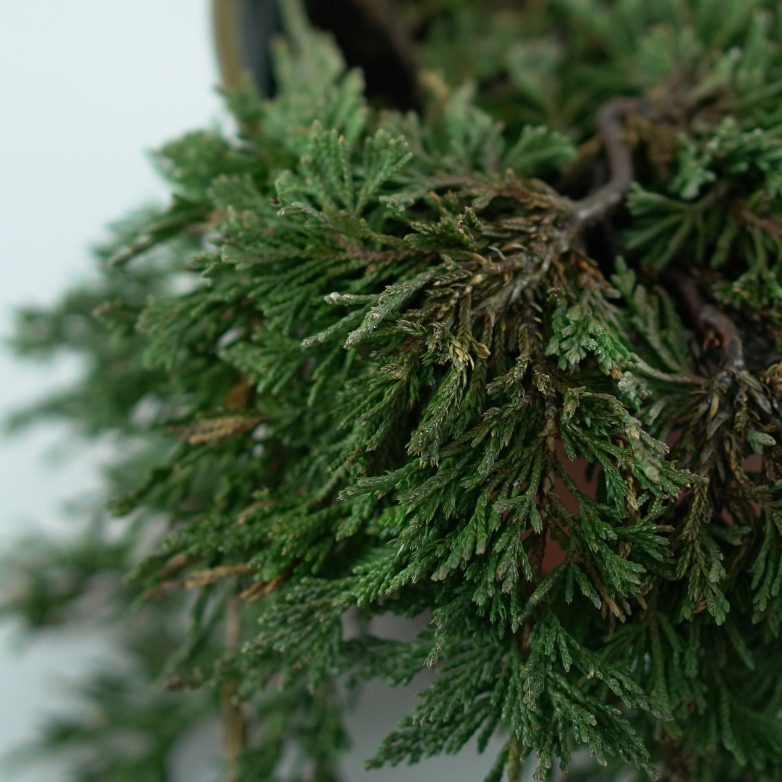JUNIPERUS HORIZONTALIS 'Pancake' Jałowiec