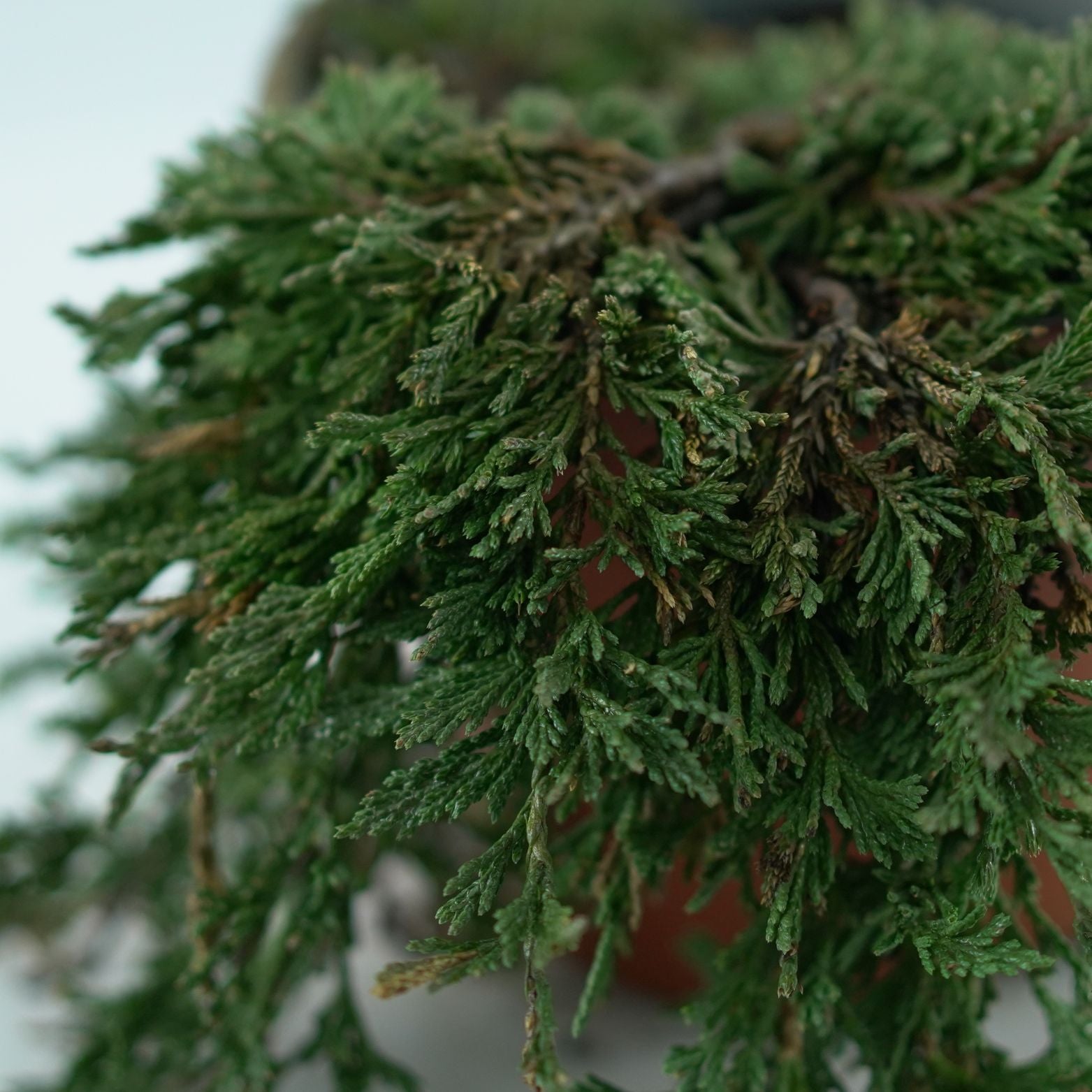 JUNIPERUS HORIZONTALIS 'Pancake' Jałowiec