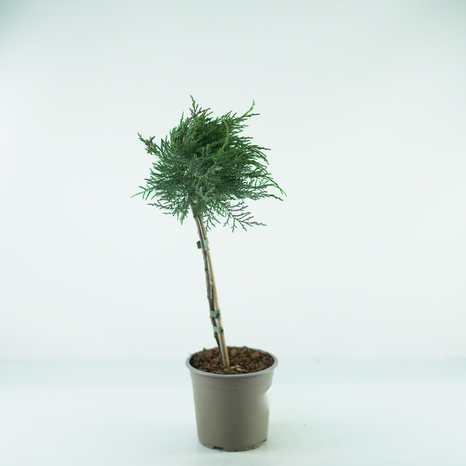 JUNIPERUS VIRGINIANA 'GREY OWL' Jałowiec wirginijski na pniu