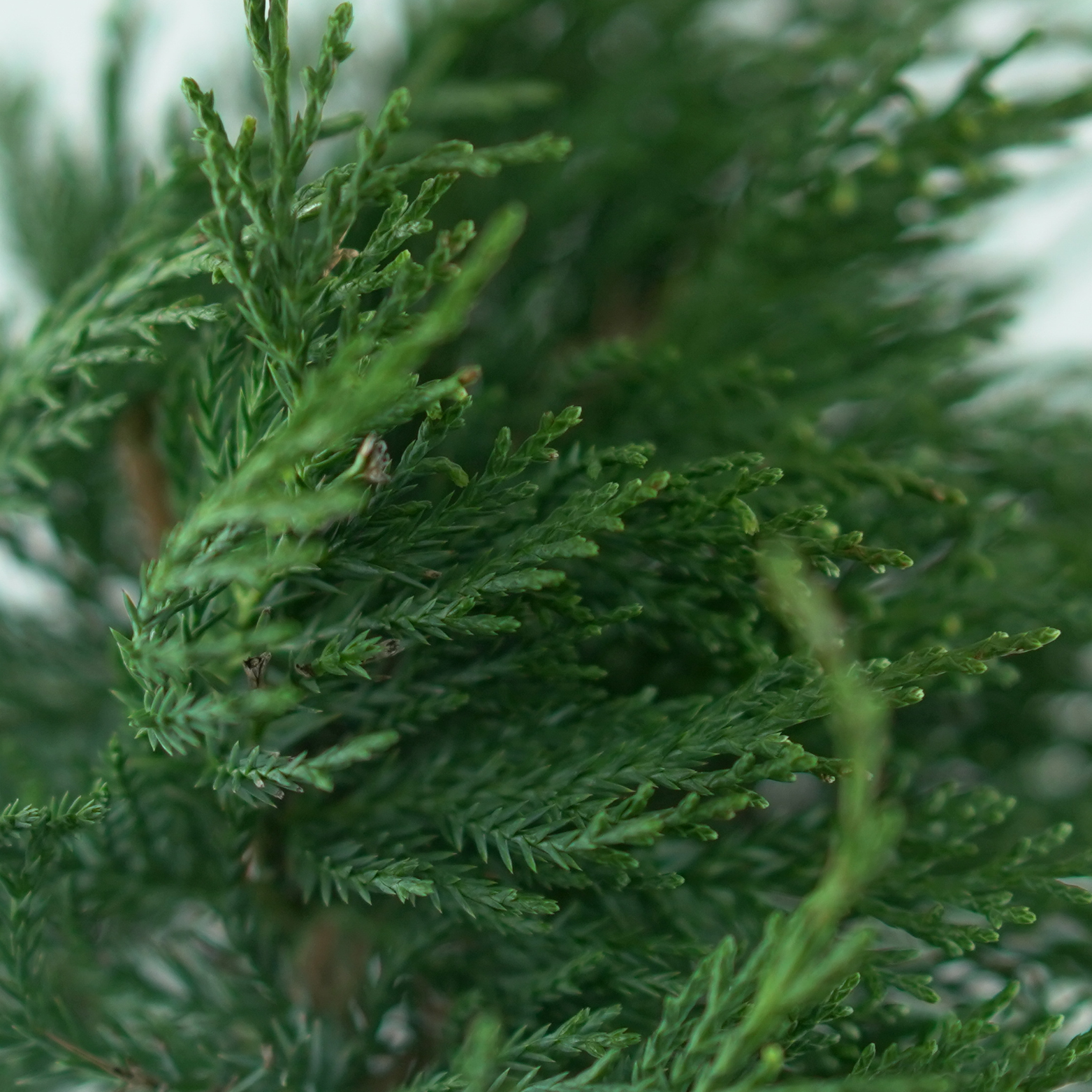 JUNIPERUS VIRGINIANA 'GREY OWL' Jałowiec wirginijski na pniu