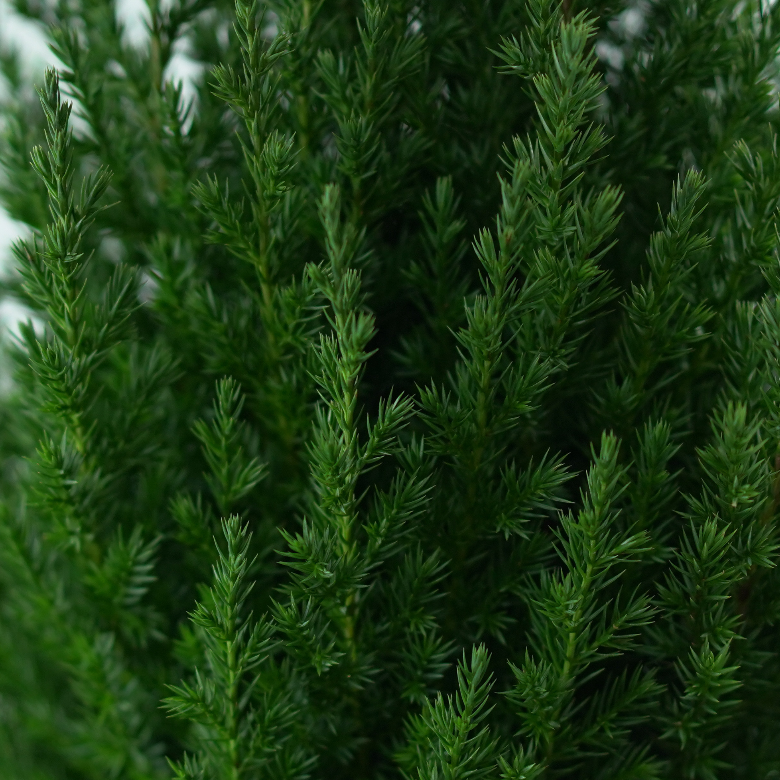 JUNIPERUS CHINENSIS 'STRICTA' Jałowiec chiński