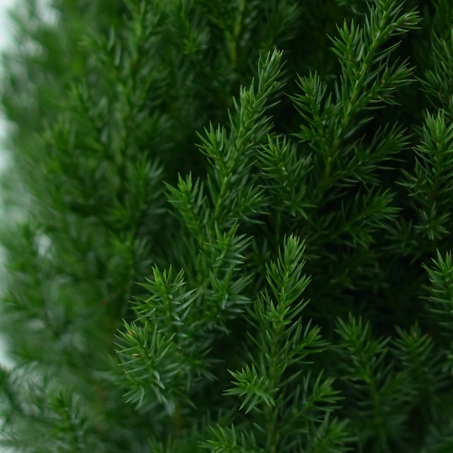 JUNIPERUS CHINENSIS 'STRICTA' Jałowiec chiński