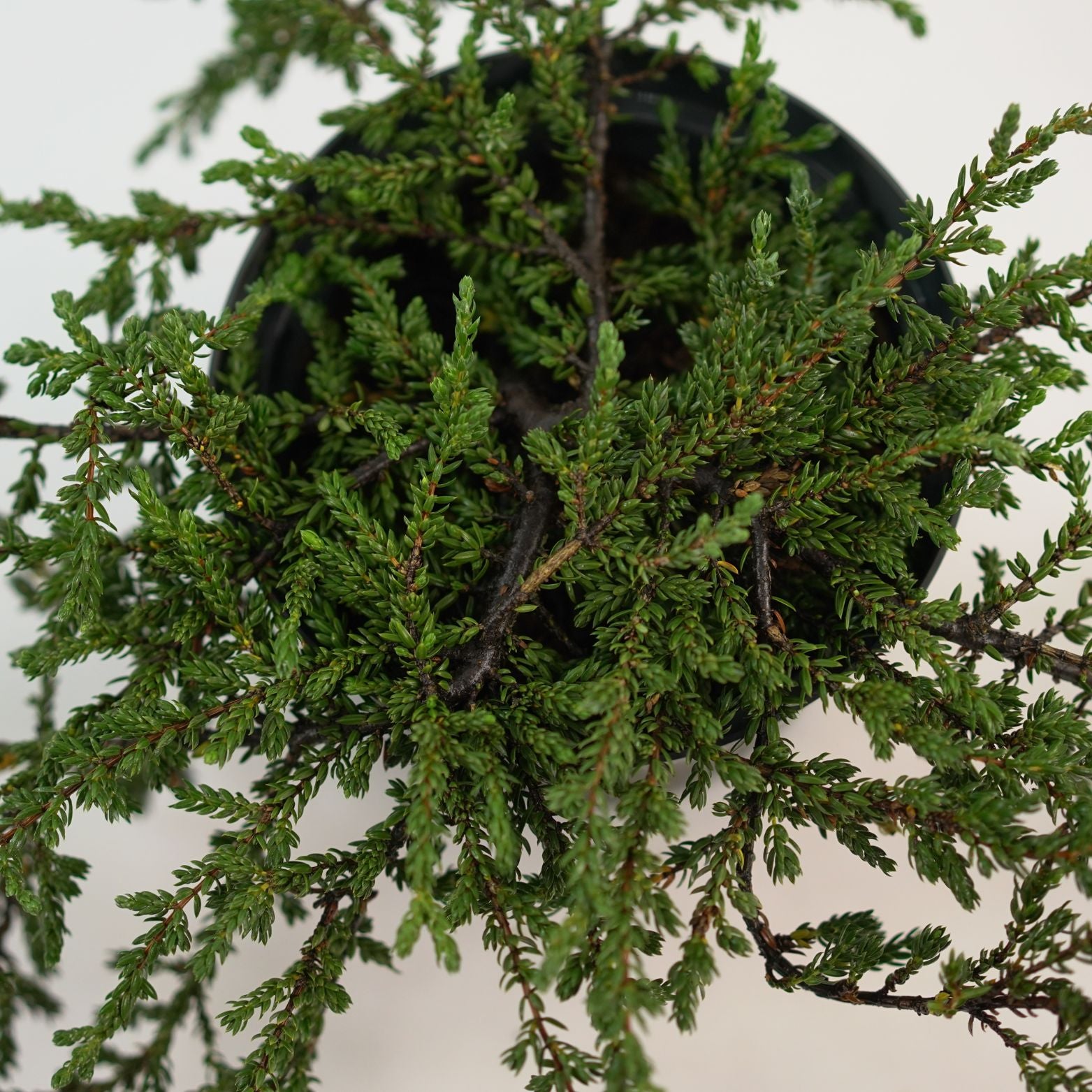 JUNIPERUS COMMUNIS 'RISTOL' Jałowiec pospolity