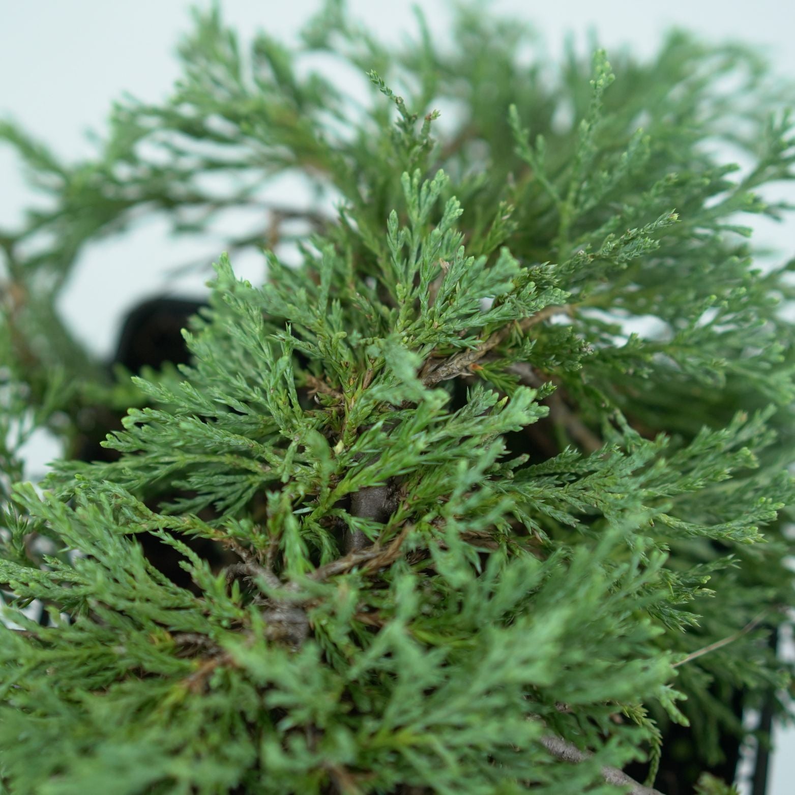 JUNIPERUS HORIZONTALIS 'GLACIER' Jałowiec płożący