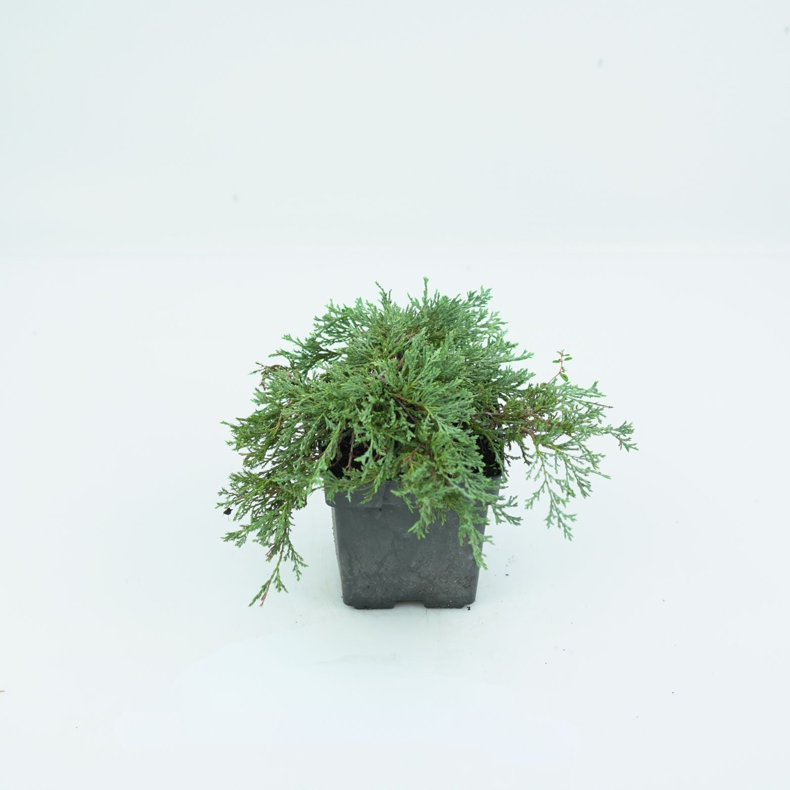 JUNIPERUS HORIZONTALIS 'GLACIER' Jałowiec płożący