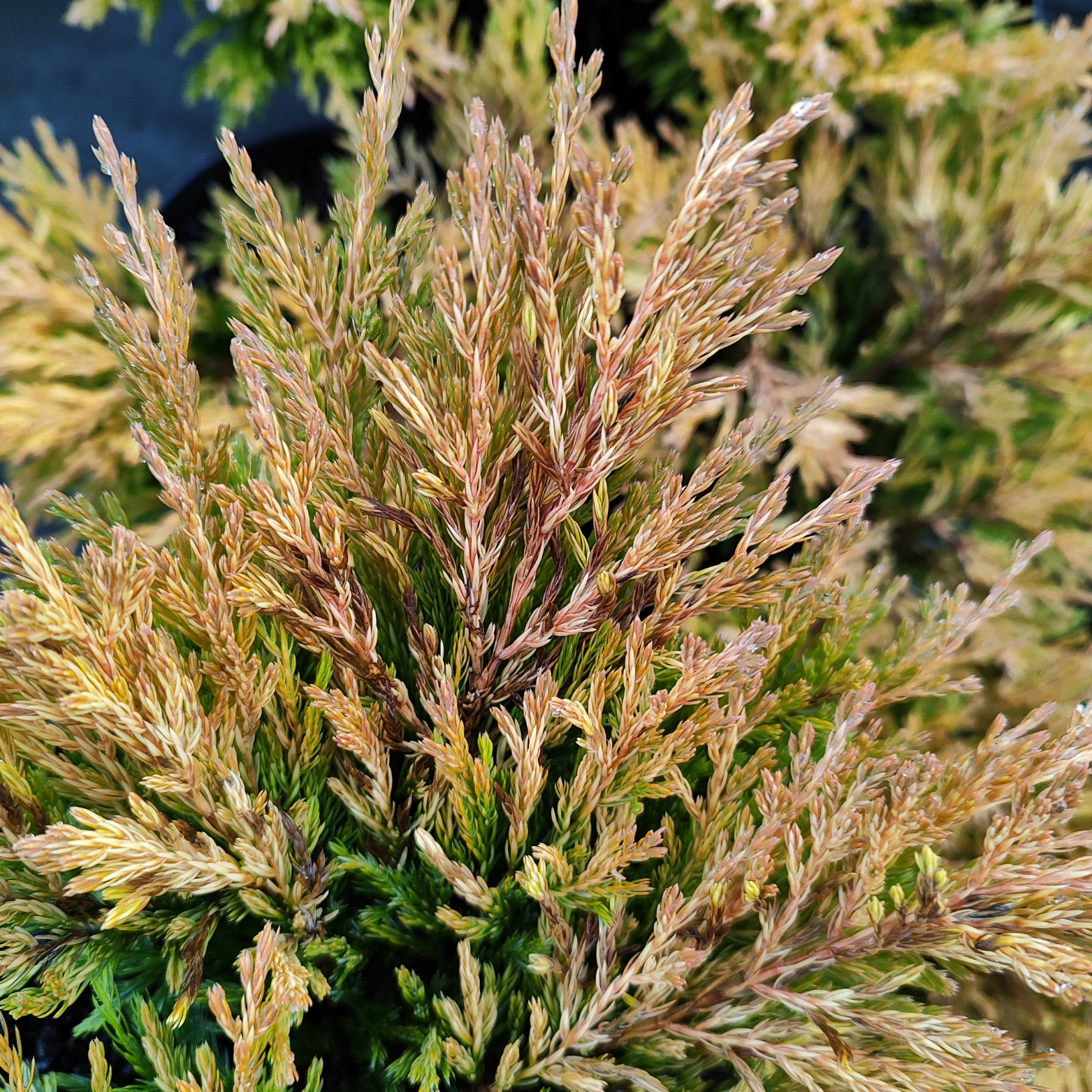 JUNIPERUS HORIZONTALIS 'LIMEGLOW' Jałowiec płożący